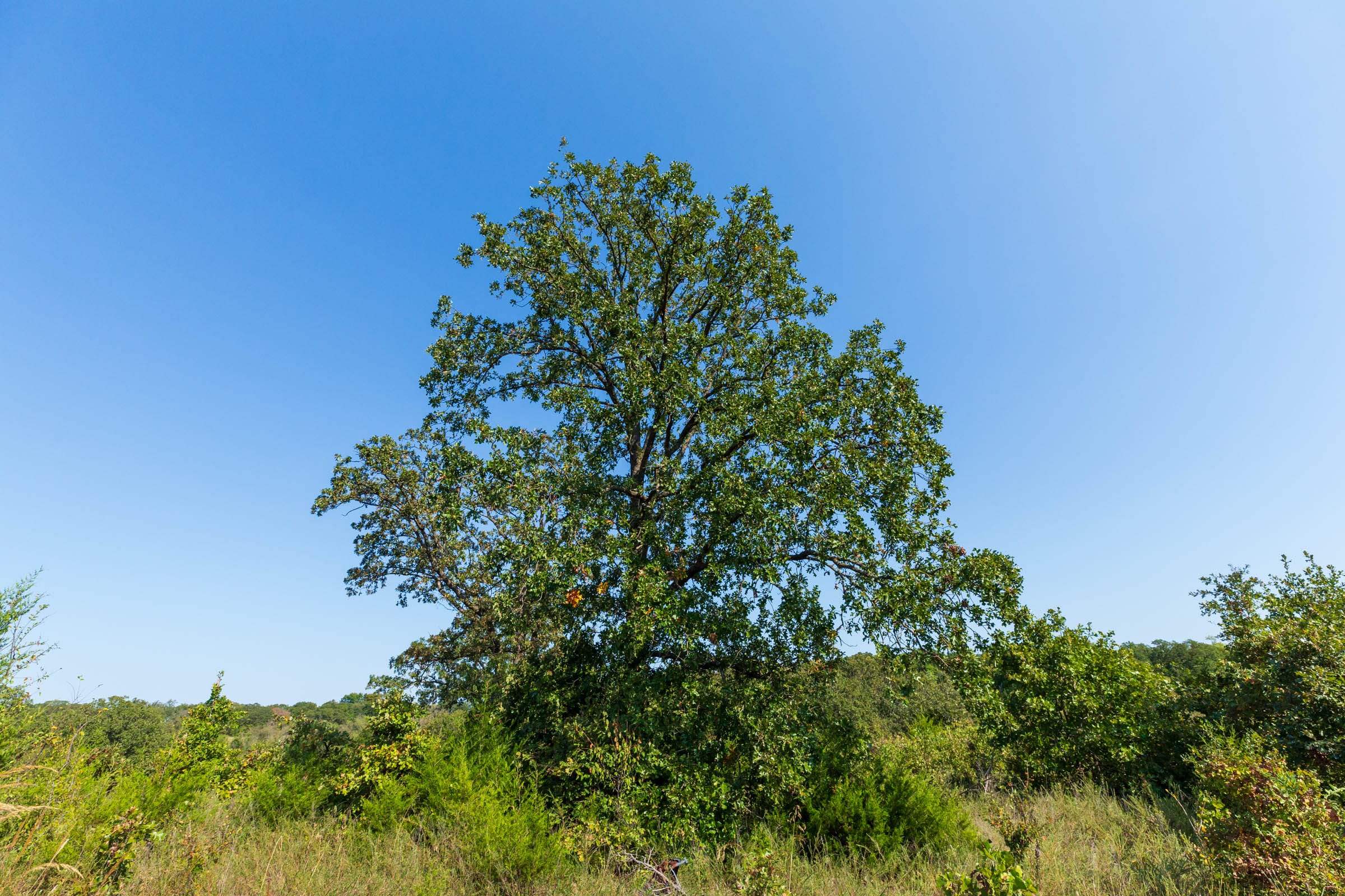 Canyon Creek Tract 22 photo 5