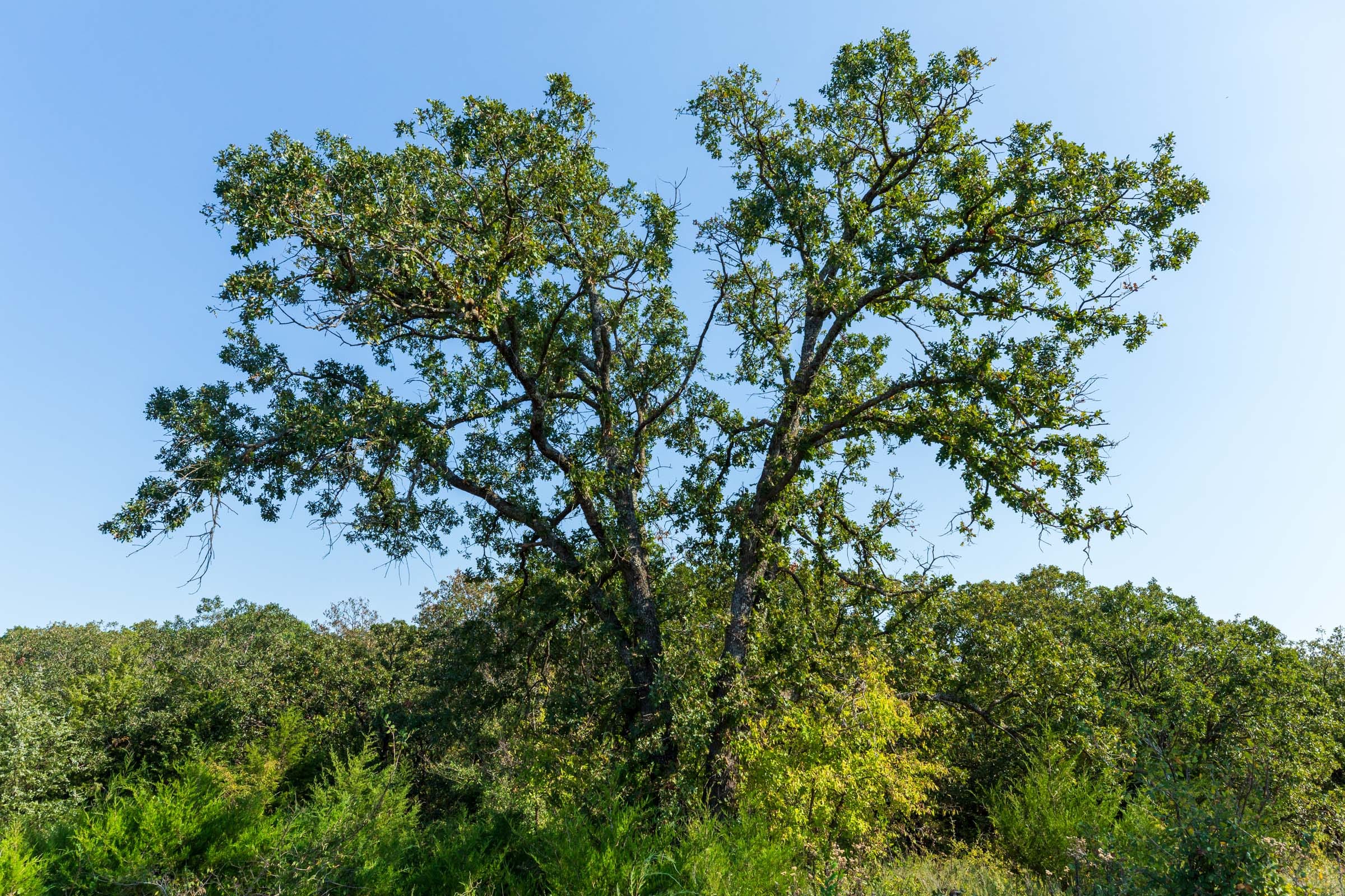 Canyon Creek Tract 22 photo 8