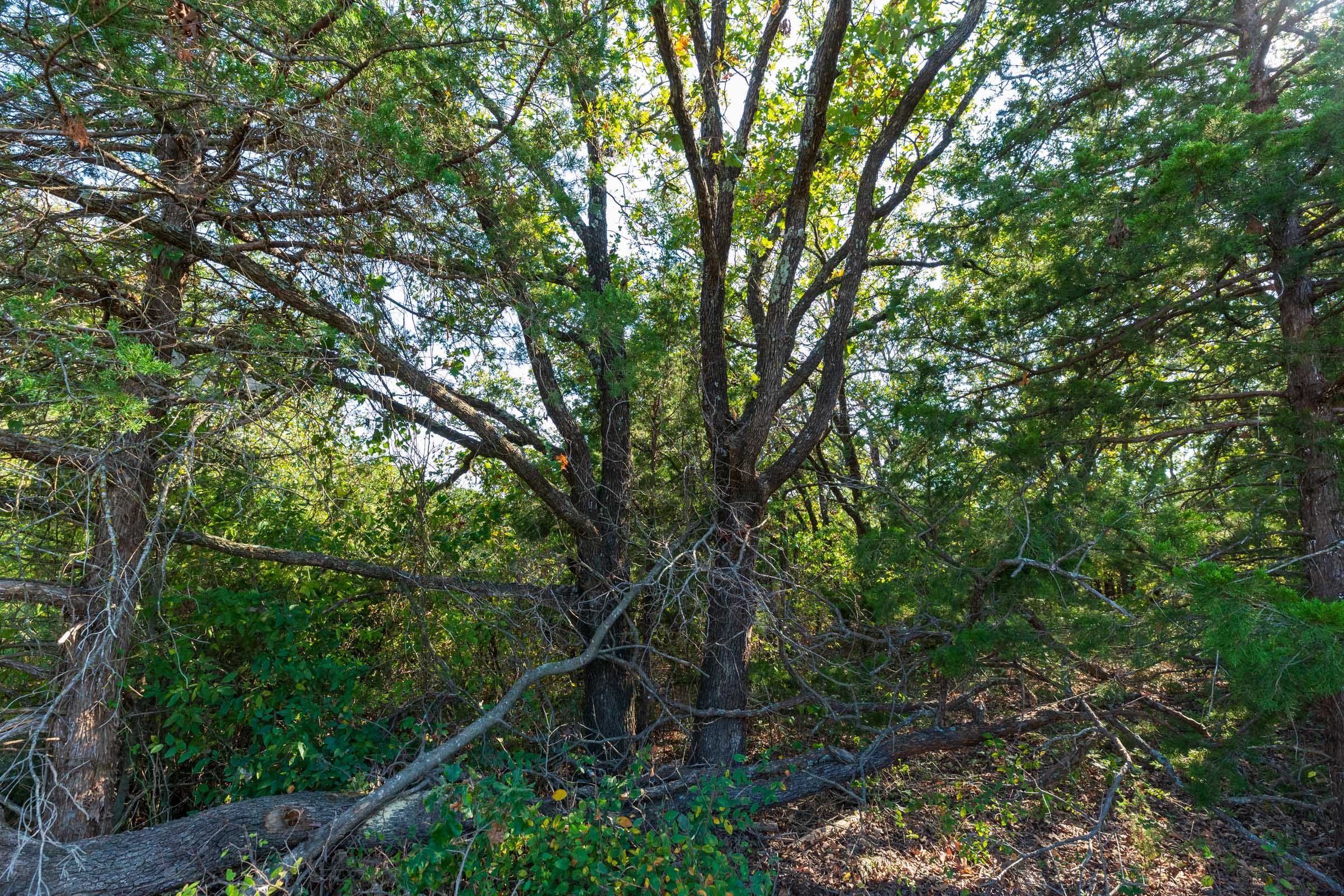 Canyon Creek Tract 22 photo 6