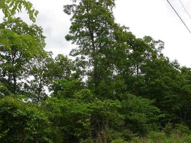 Indian Creek Tract 10 photo 6