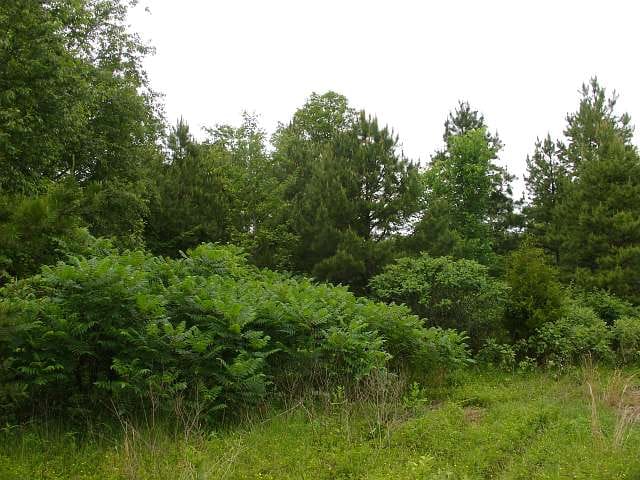 Indian Creek Tract 10 photo 7