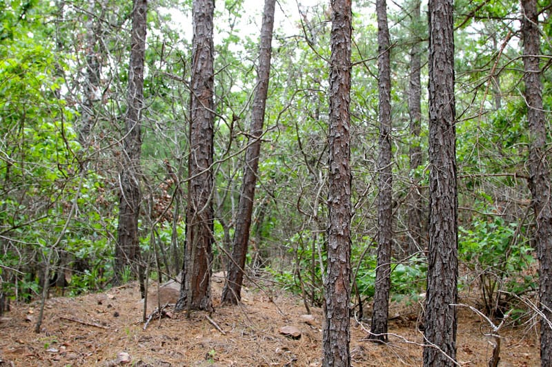 Trophy Ridge Phase II Tract 93 photo 2