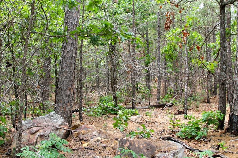 Trophy Ridge Phase II Tract 93 photo 4