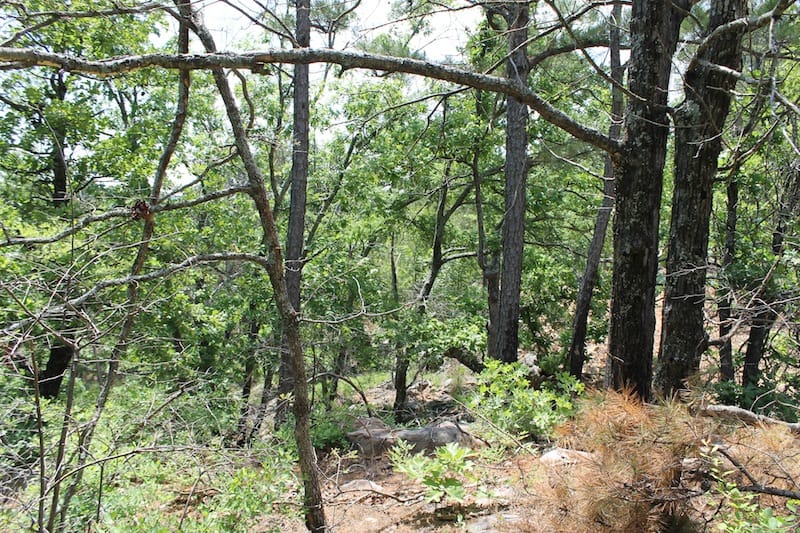 Indian Ridge – Phase II Tract 55 photo 3