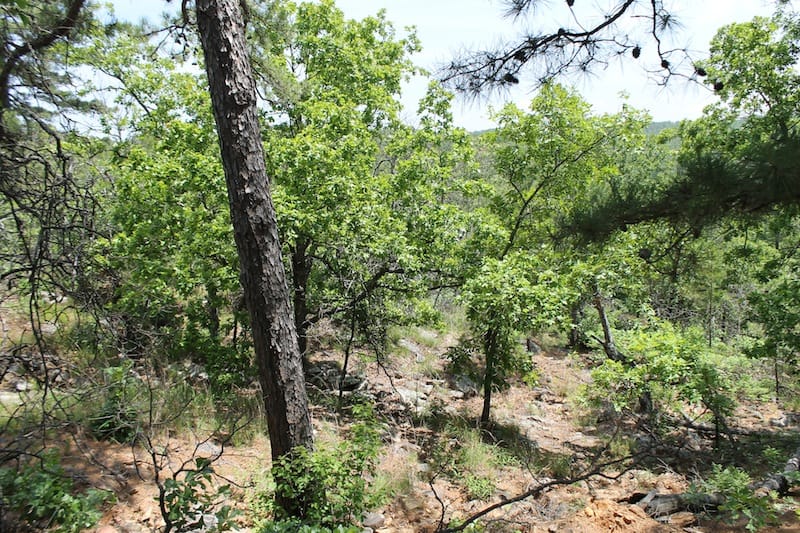 Indian Ridge – Phase II Tract 55 photo 6