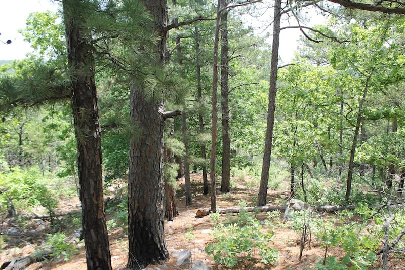 Indian Ridge – Phase II Tract 55 photo 7