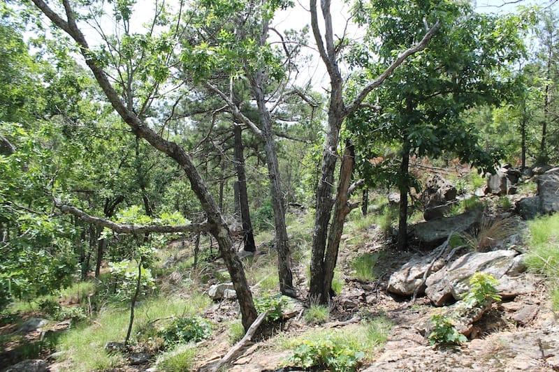 Indian Ridge – Phase II Tract 55 photo 10