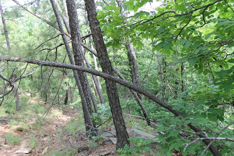 Indian Ridge – Phase II Tract 40 photo 2