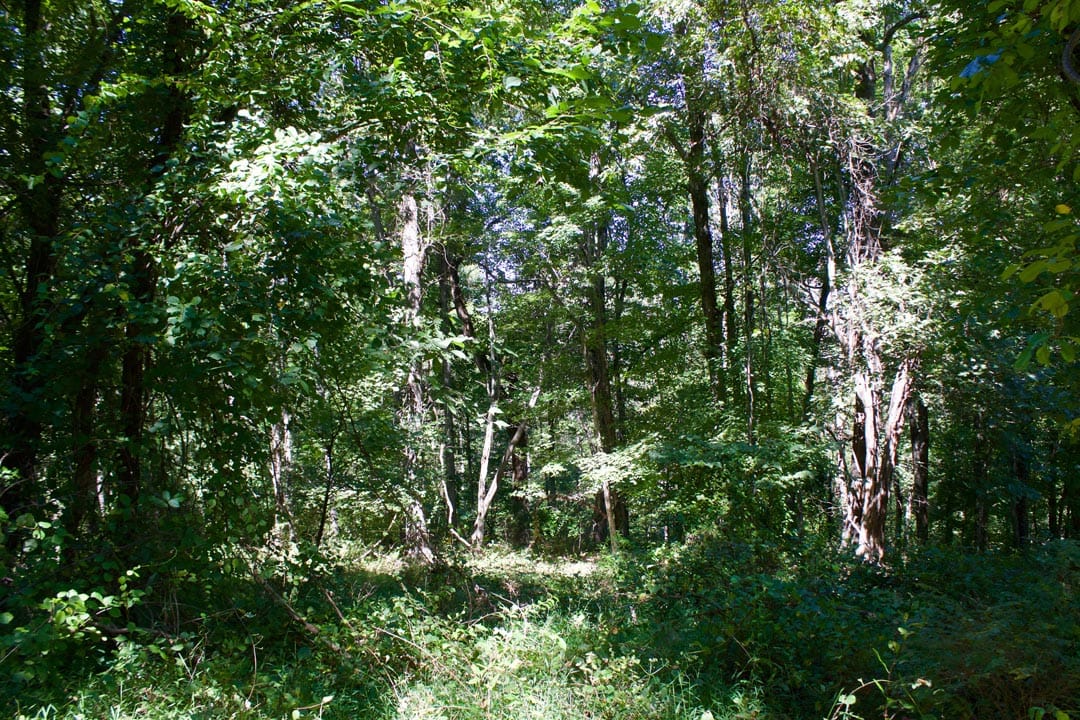 Heritage Hollow Tract 11 photo 4