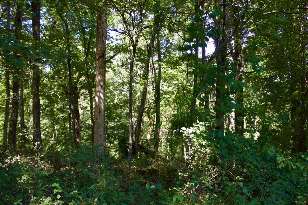 Heritage Hollow Tract 11 photo 6