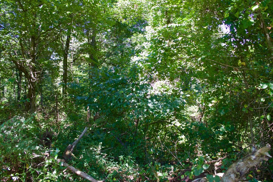 Heritage Hollow Tract 11 photo 7