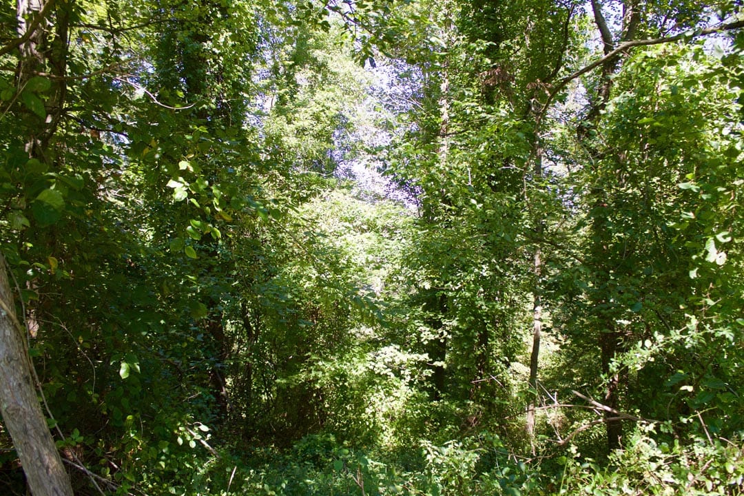Heritage Hollow Tract 11 photo 8