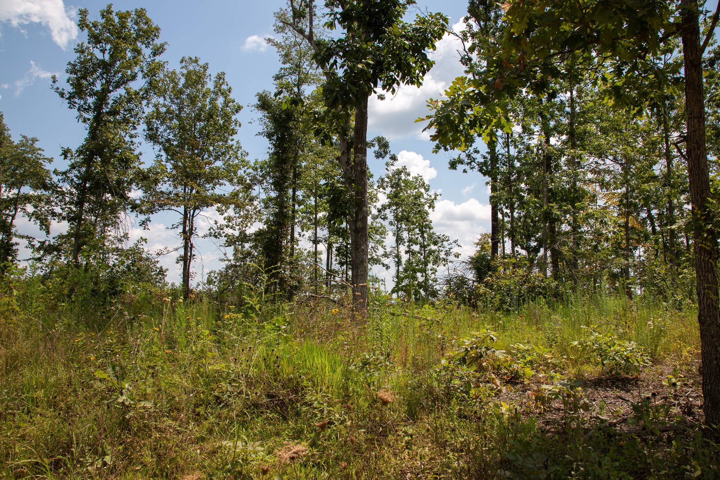 Borgmann’s Hollow Phase I Tract 11 photo 3