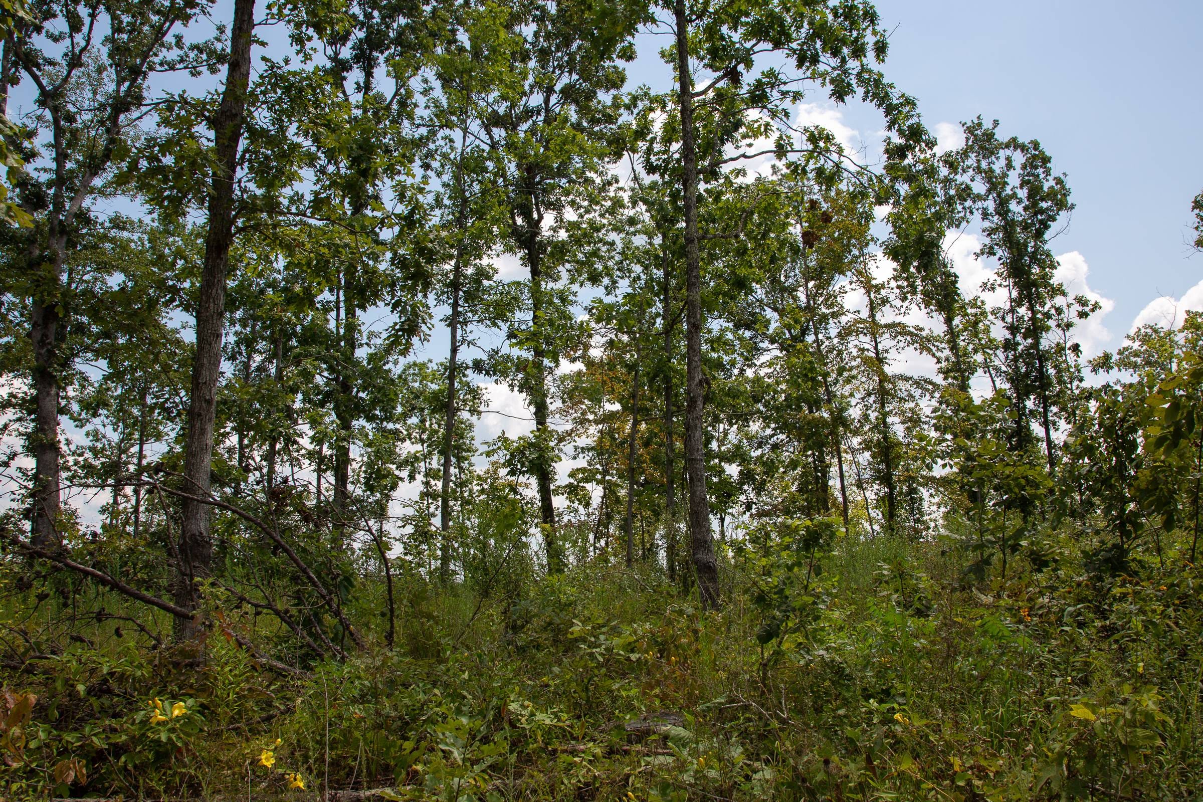 Borgmann’s Hollow Phase I Tract 11 photo 4