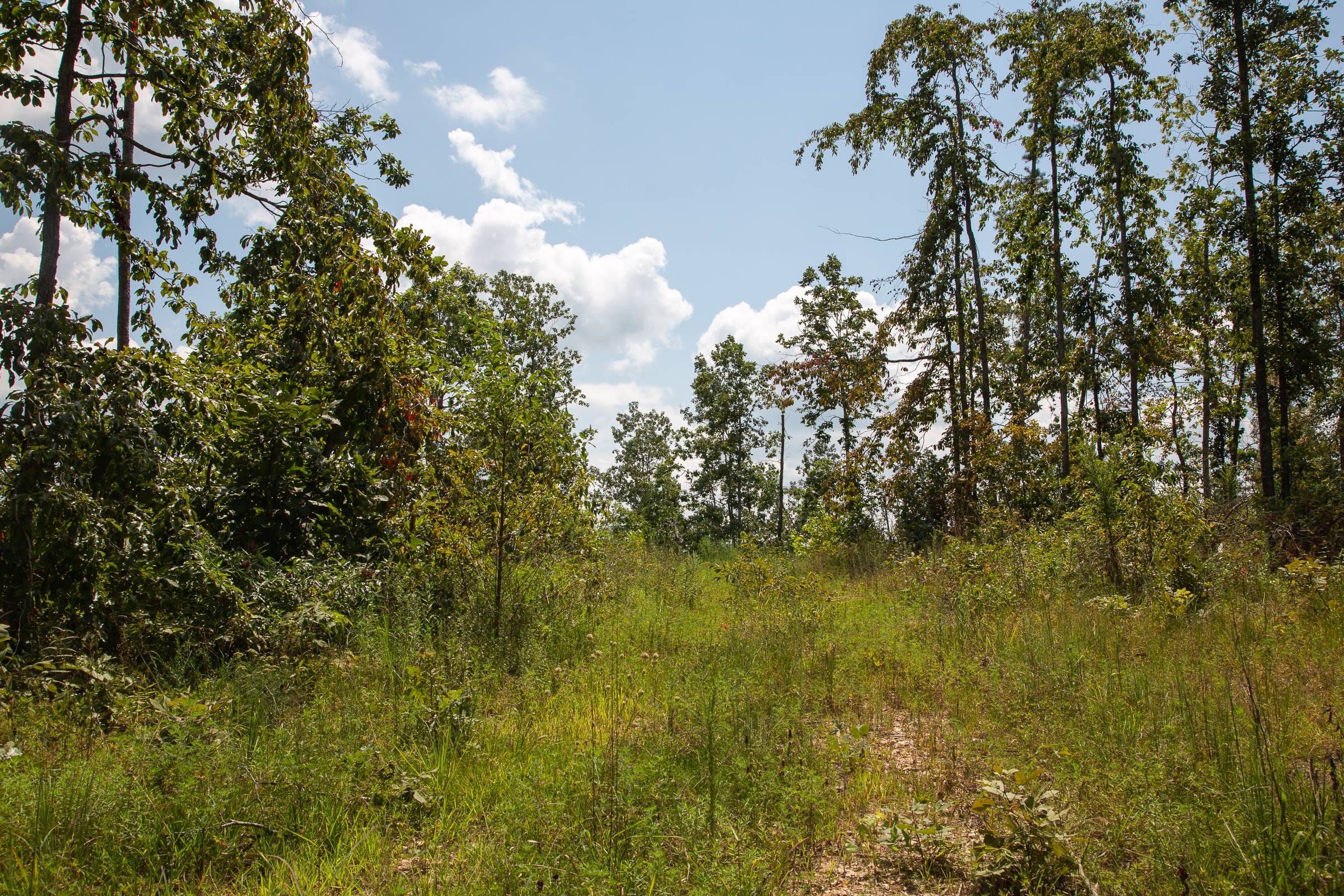 Borgmann’s Hollow Phase I Tract 11 photo 5