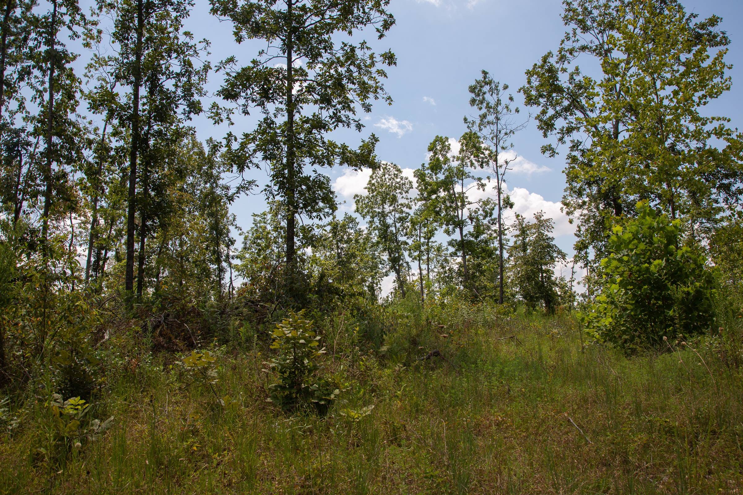 Borgmann’s Hollow Phase I Tract 11 photo 6
