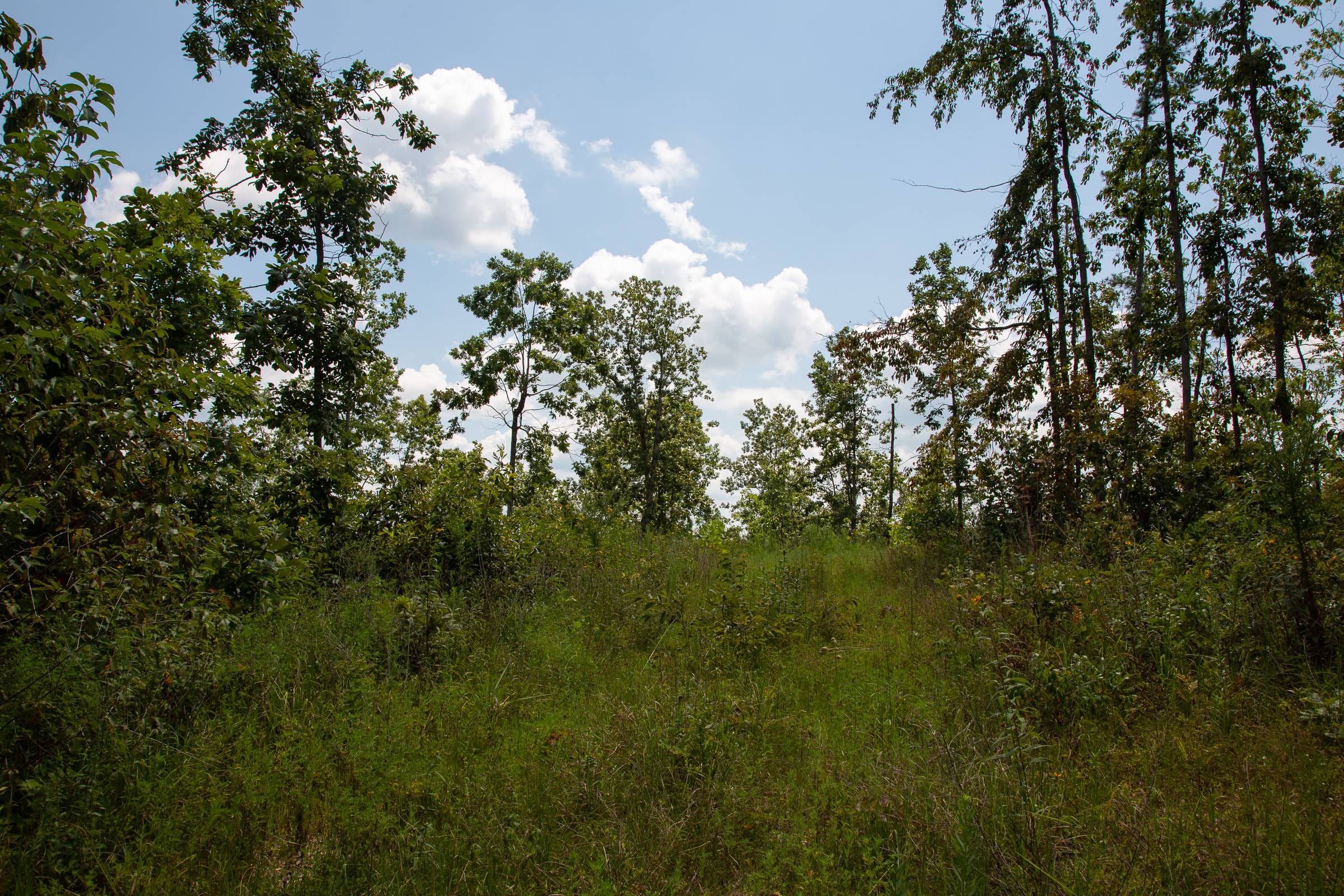 Borgmann’s Hollow Phase I Tract 11 photo 7