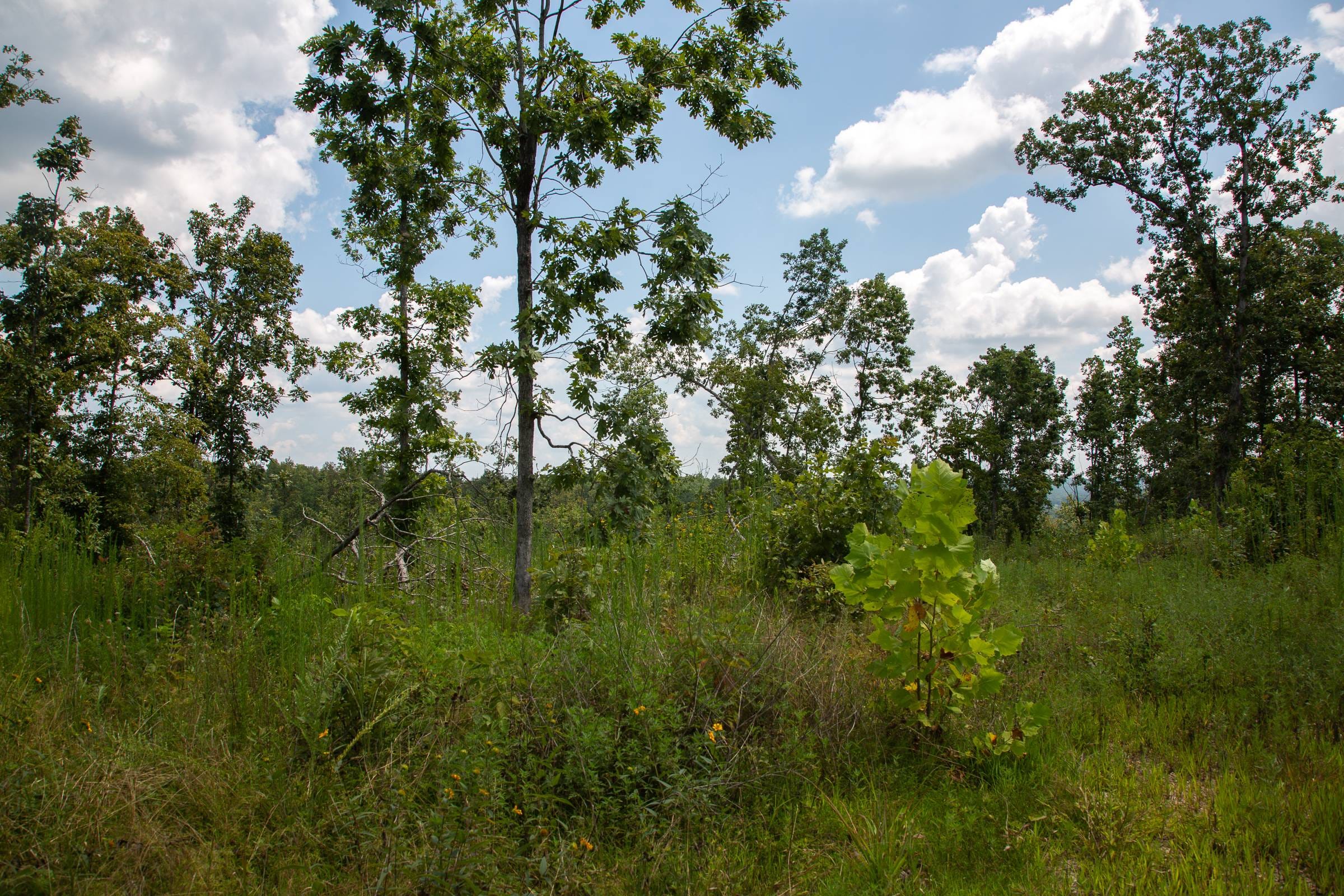 Borgmann’s Hollow Phase I Tract 11 photo 8