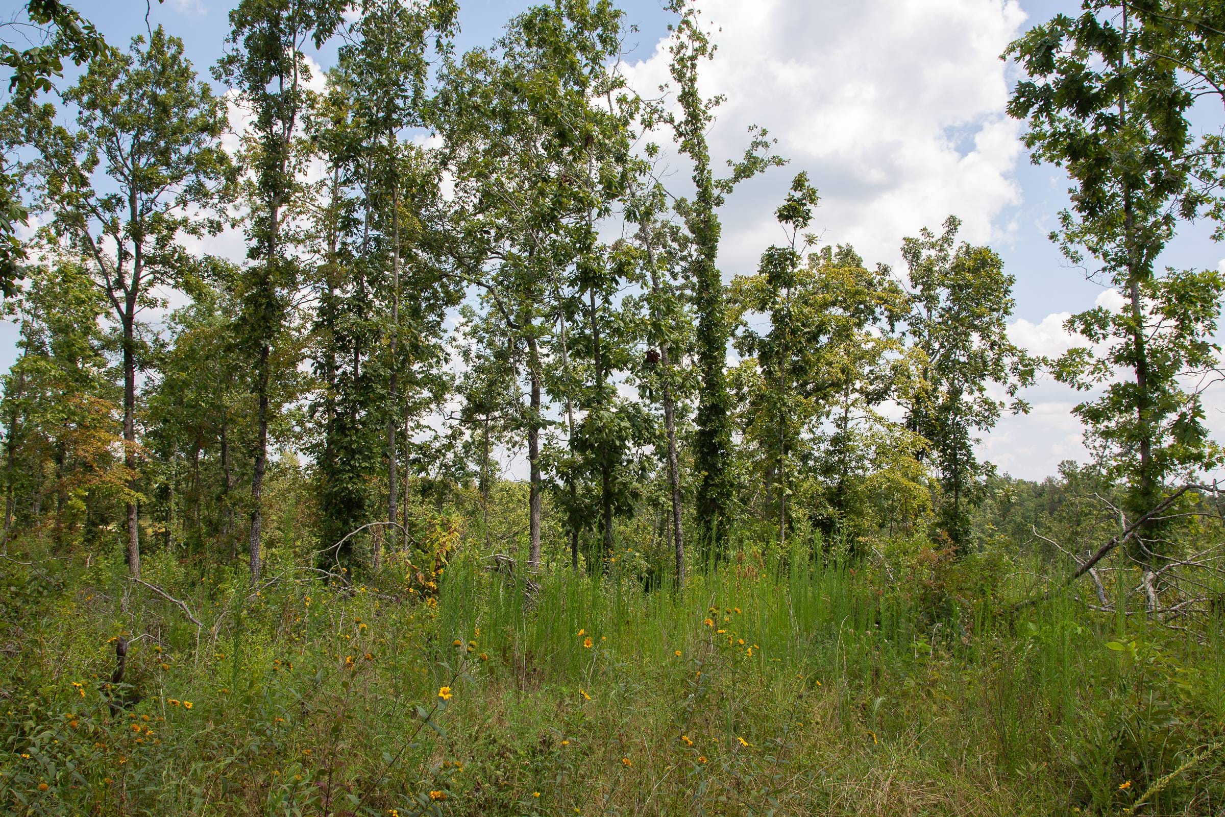 Borgmann’s Hollow Phase I Tract 11 photo 9