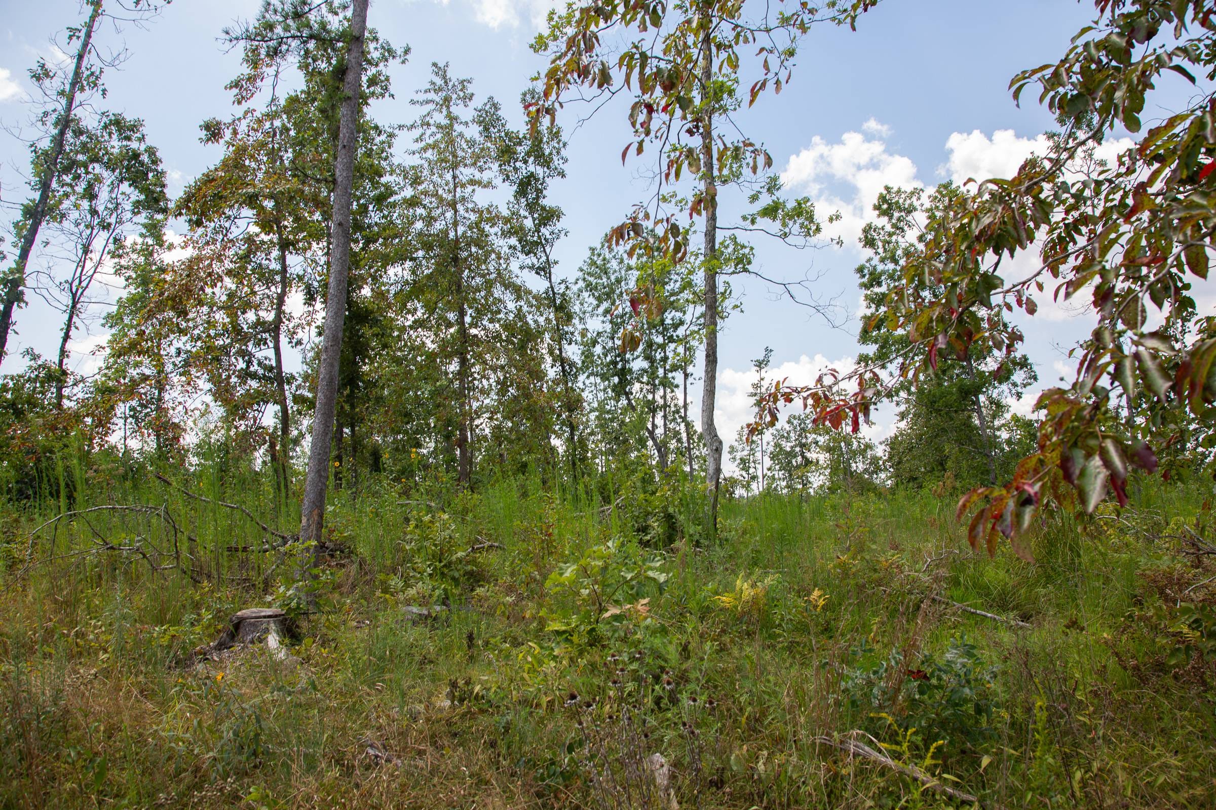 Borgmann’s Hollow Phase I Tract 11 photo 10