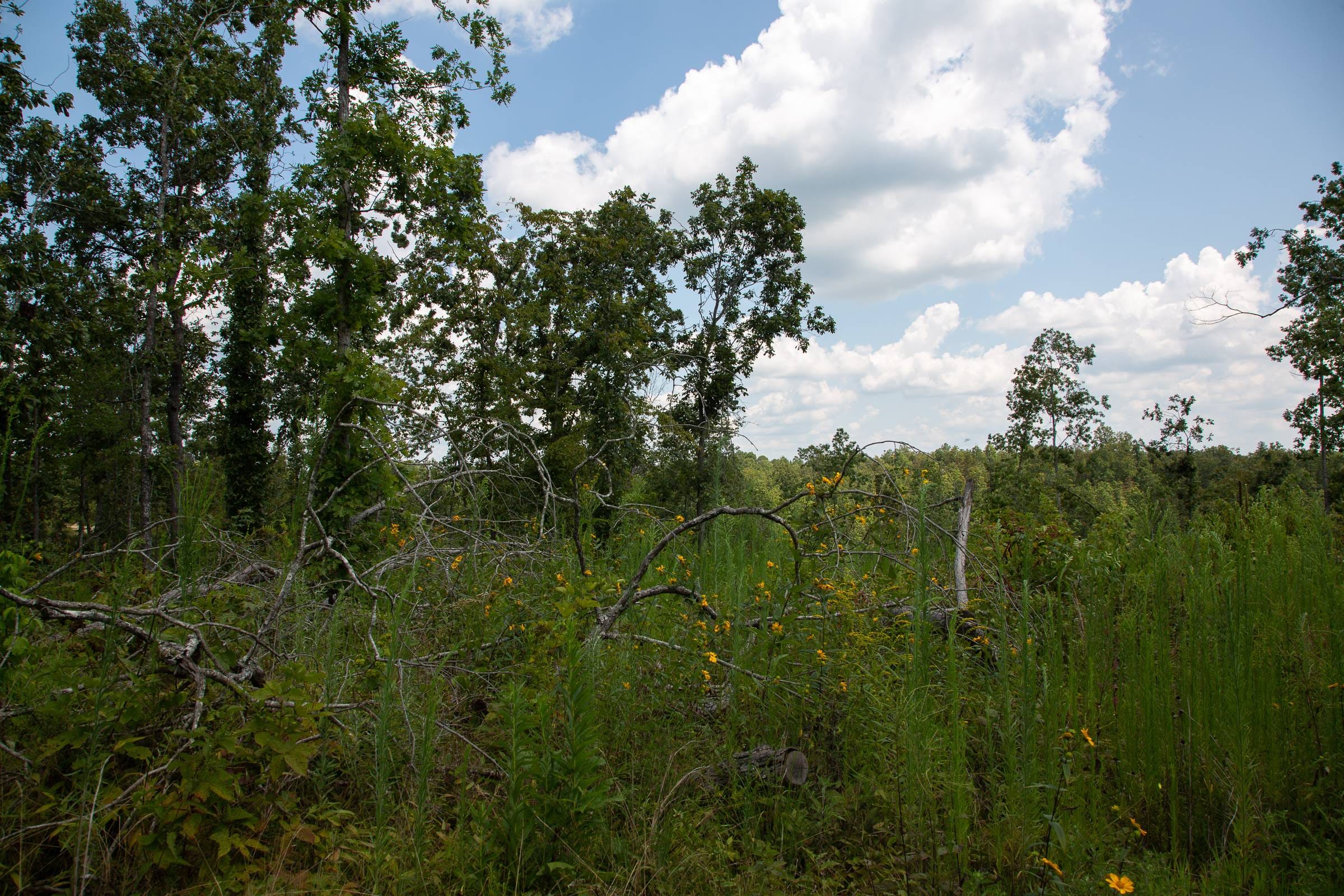 Borgmann’s Hollow Phase I Tract 11 photo 11