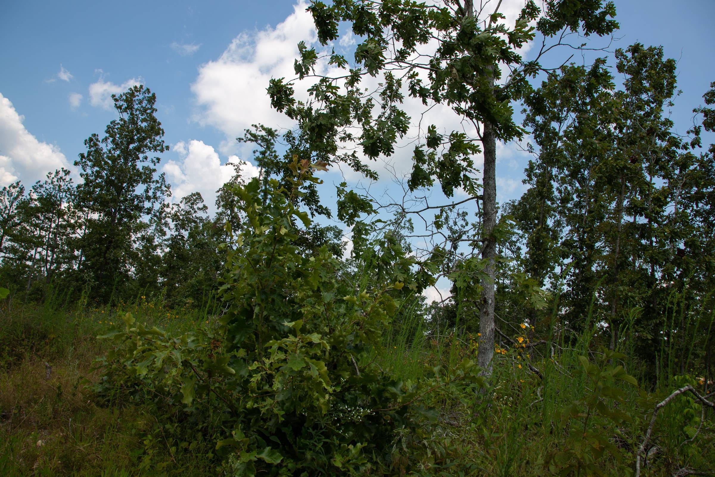 Borgmann’s Hollow Phase I Tract 11 photo 12