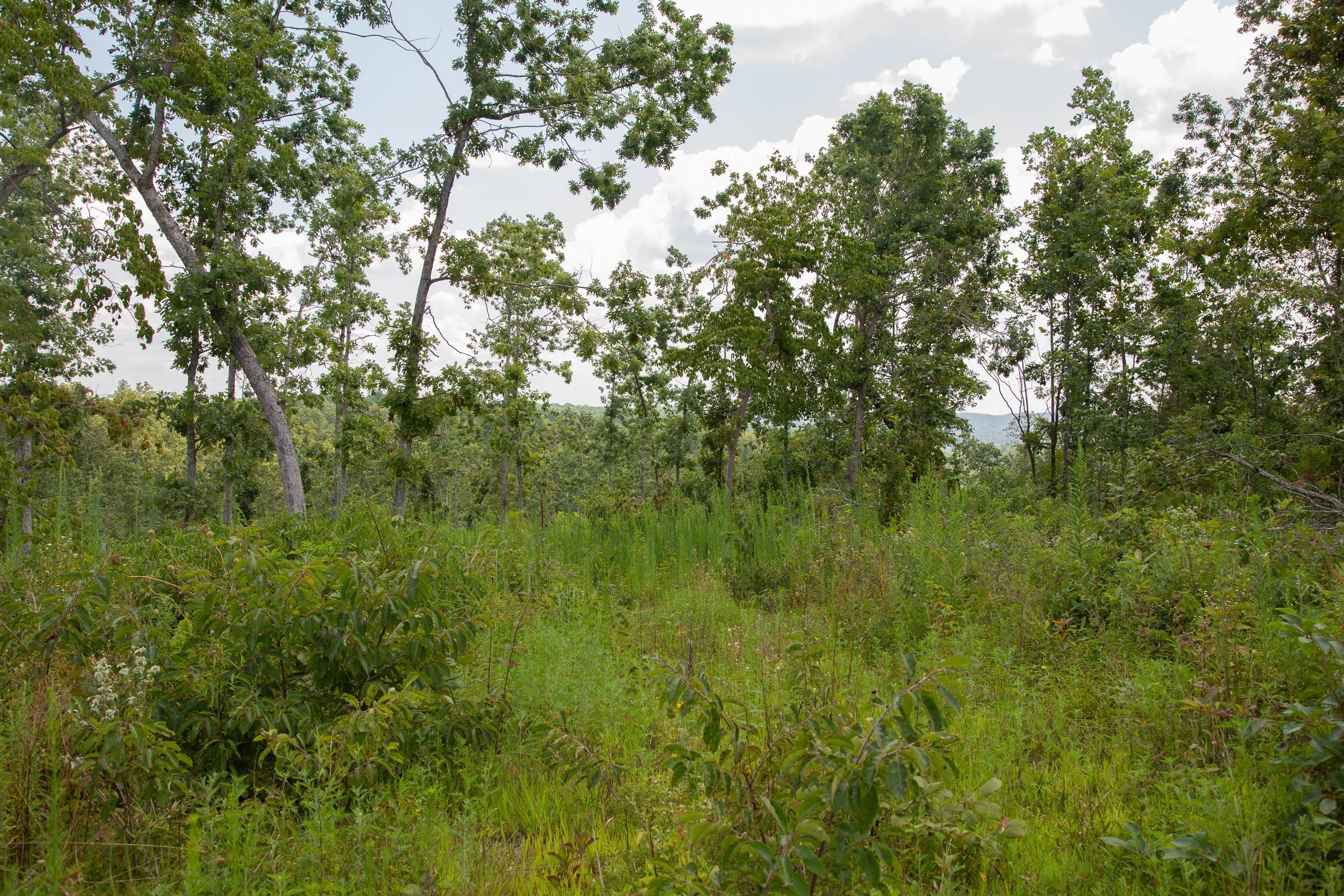Borgmann’s Hollow Phase I Tract 11 photo 13