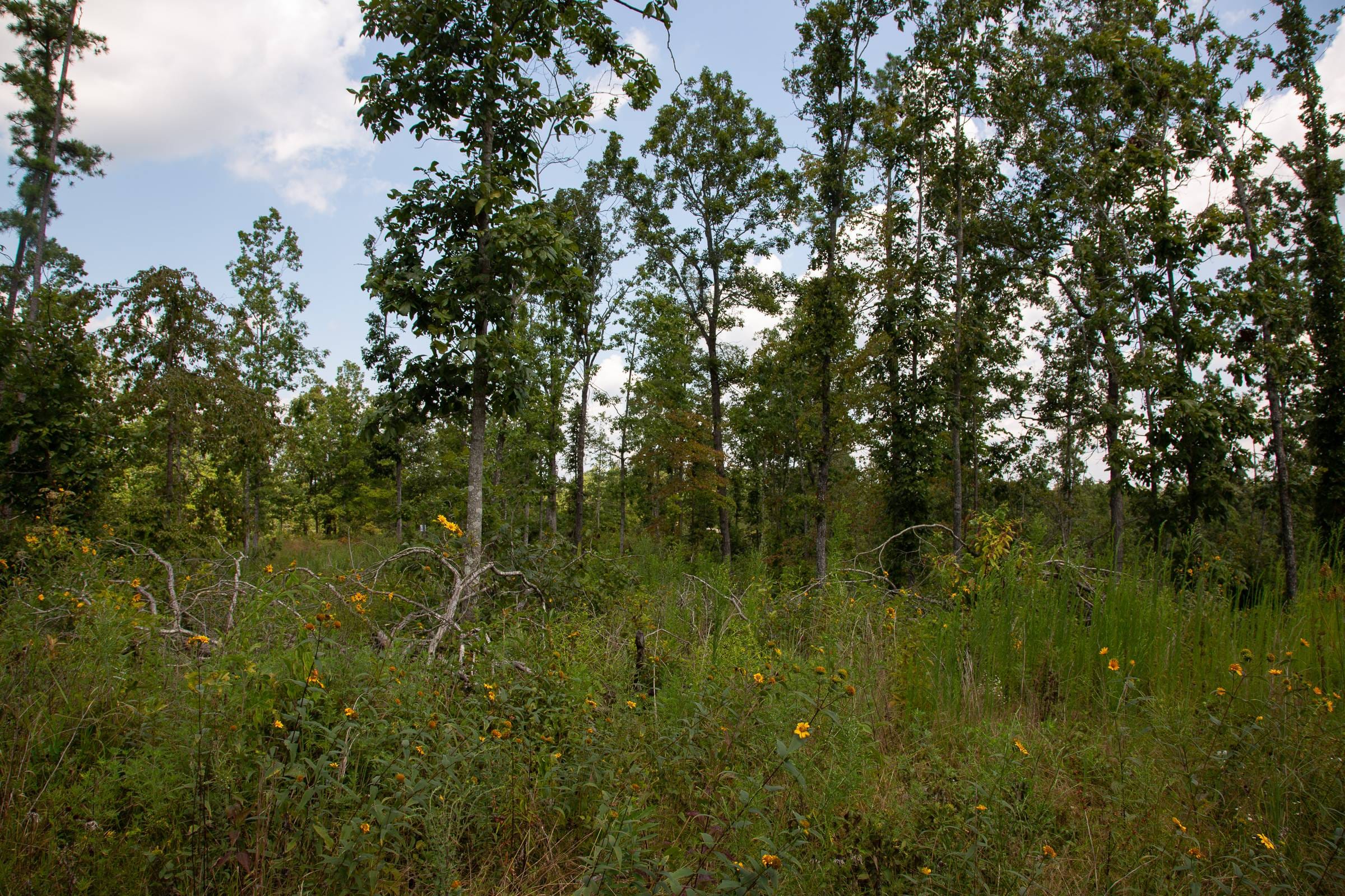 Borgmann’s Hollow Phase I Tract 11 photo 14