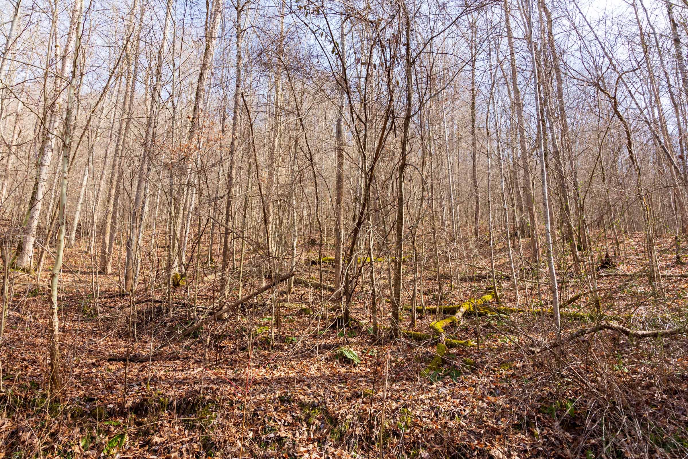 Blackstone Mountain Phase II Tract 60 photo 10