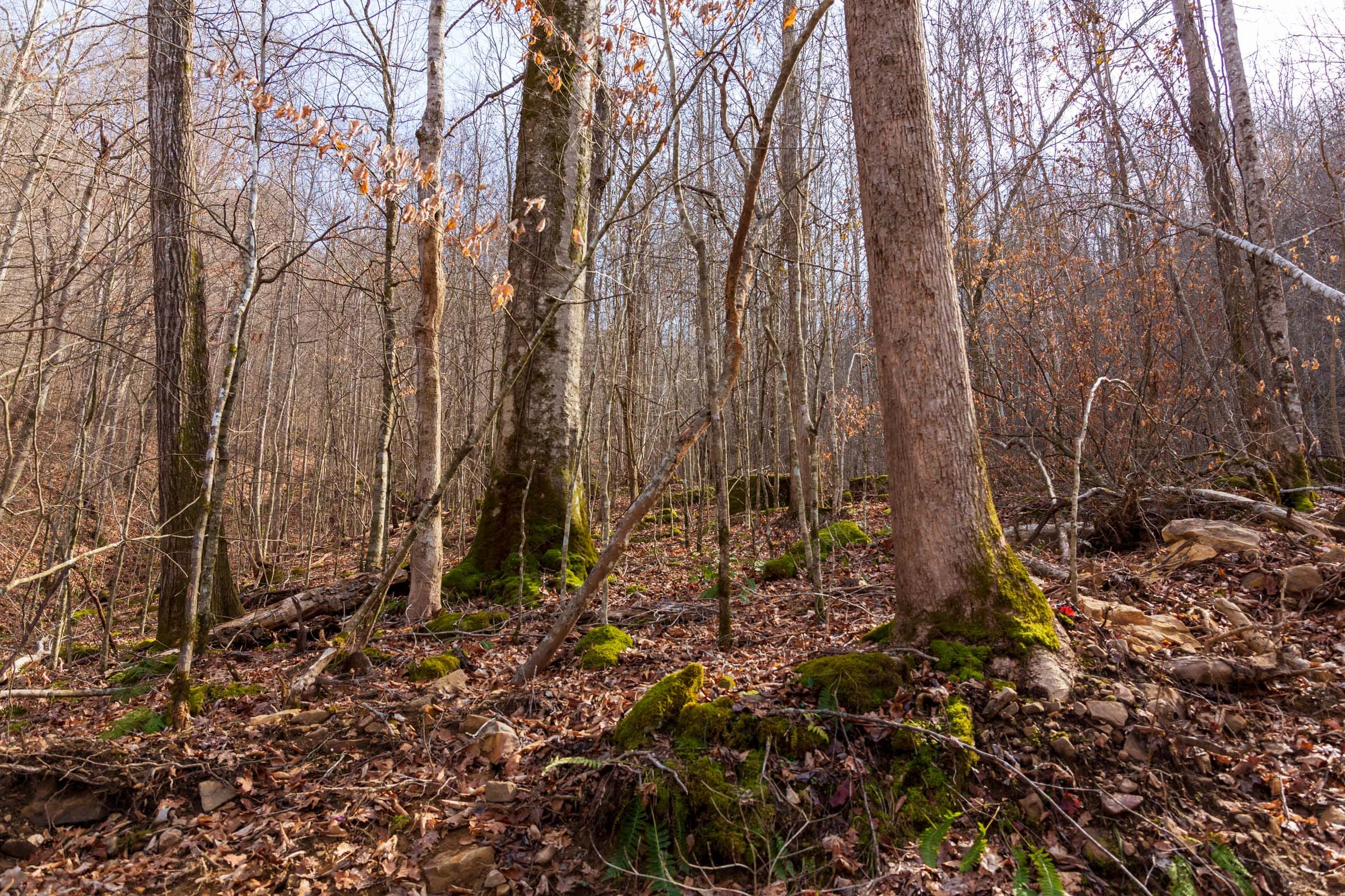 Blackstone Mountain Phase II Tract 60 photo 12