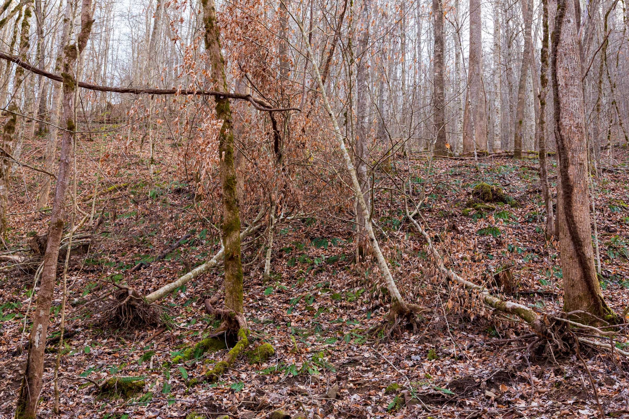Blackstone Mountain Phase II Tract 60 photo 15