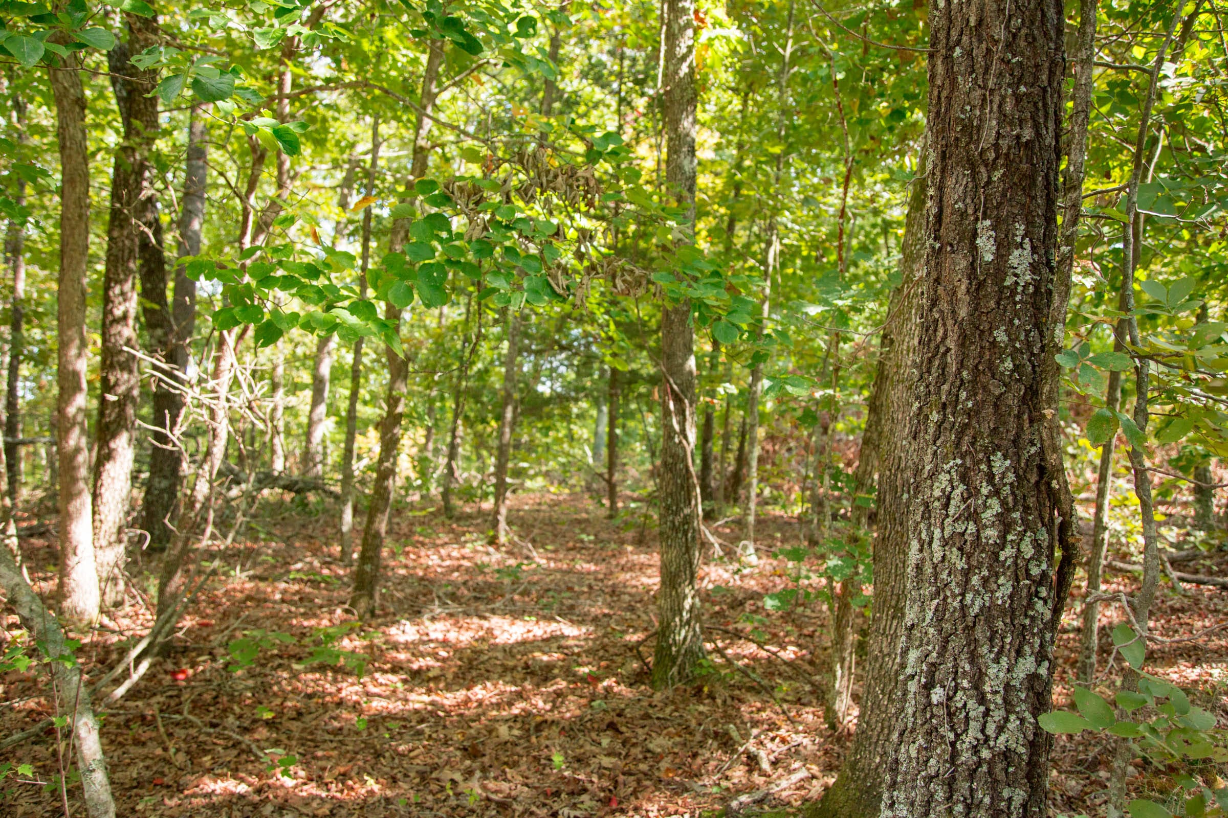 Wagon Wheel Ranch Tract 20 photo 5