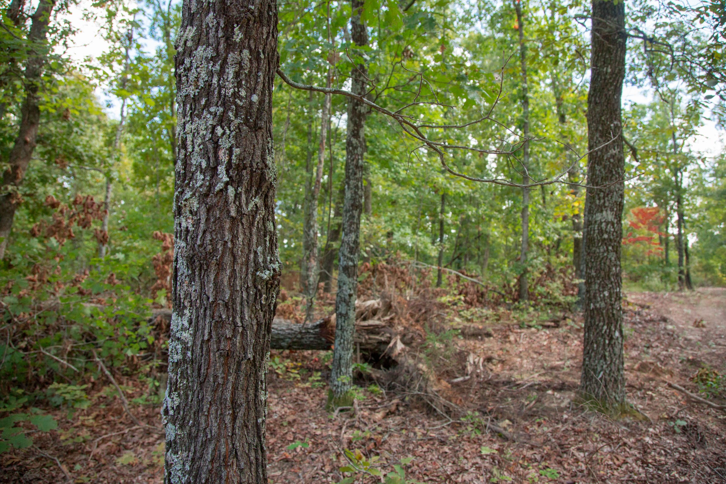 Wagon Wheel Ranch Tract 20 photo 10