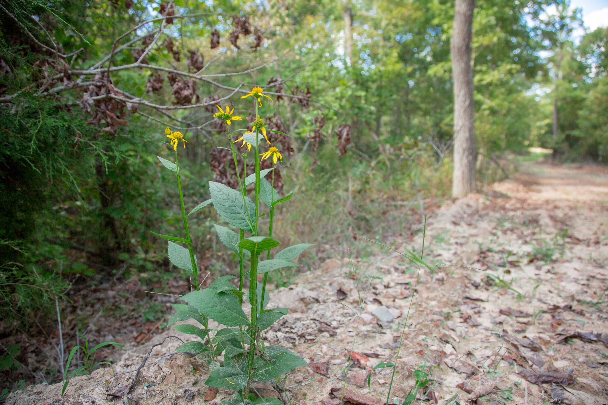 Wagon Wheel Ranch Tract 20 photo 23