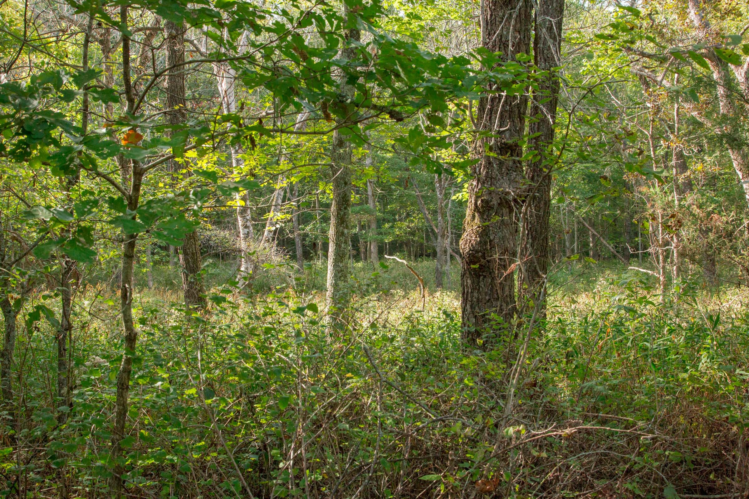 Wagon Wheel Ranch Tract 20 photo 25