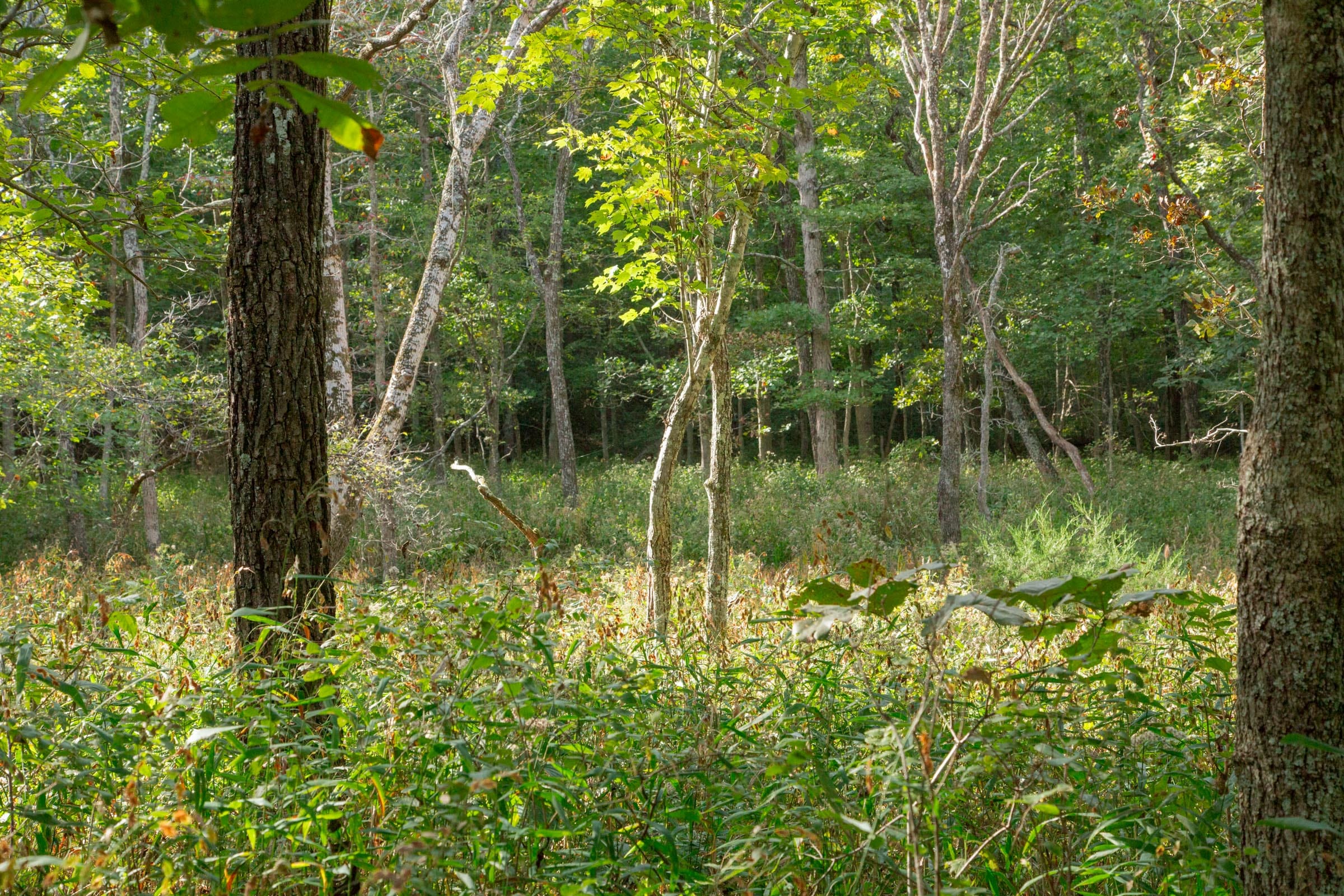Wagon Wheel Ranch Tract 20 photo 27
