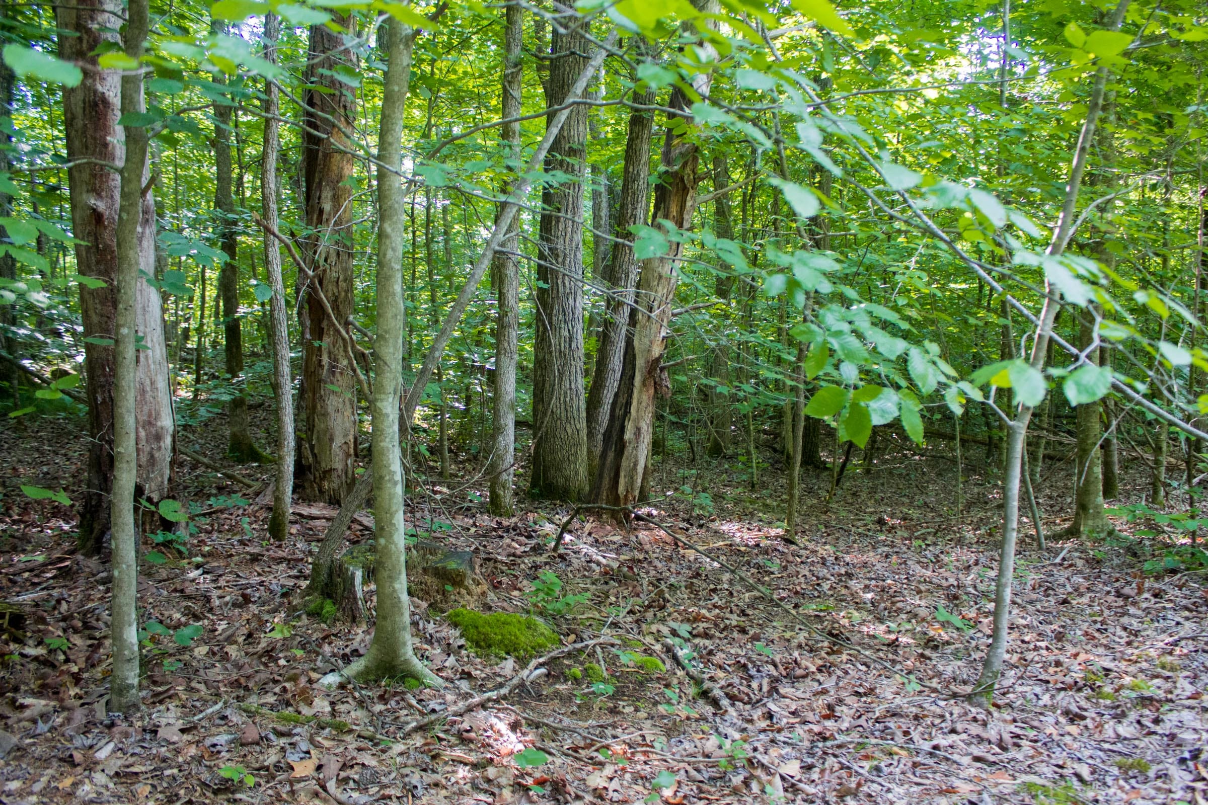 Bluewater Ridge Tract 27 photo 1