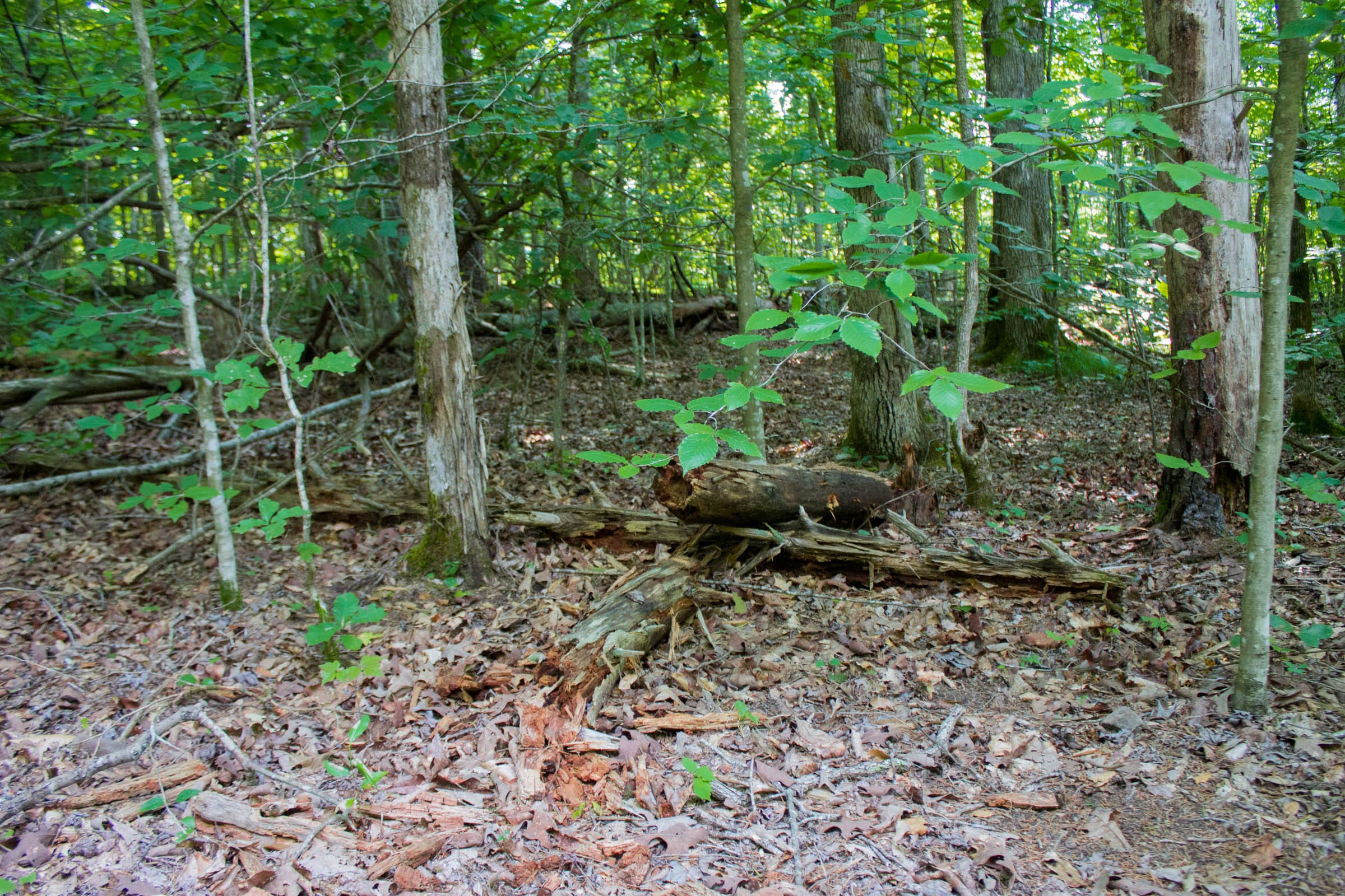 Bluewater Ridge Tract 27 photo 2