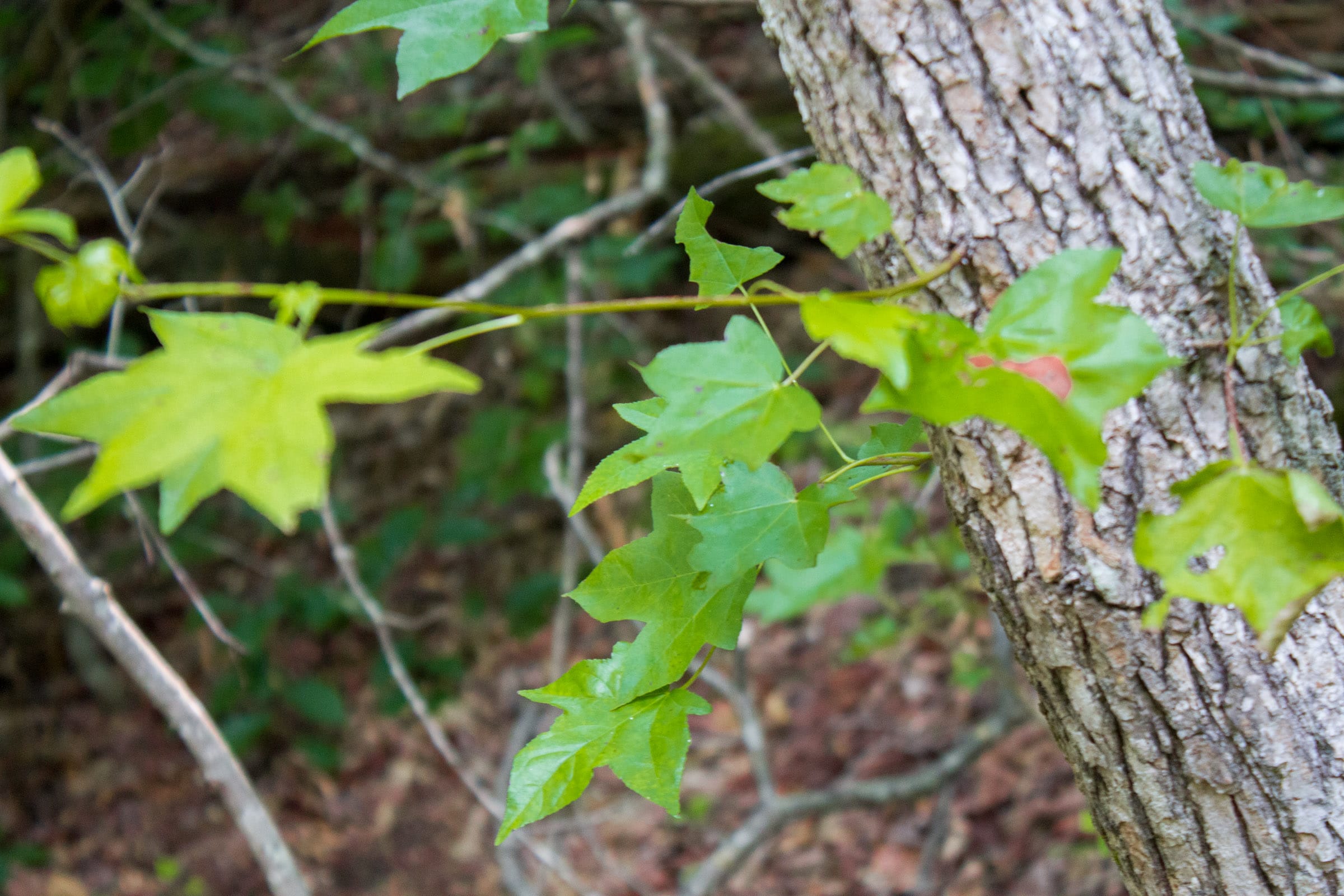 Bluewater Ridge Tract 27 photo 4