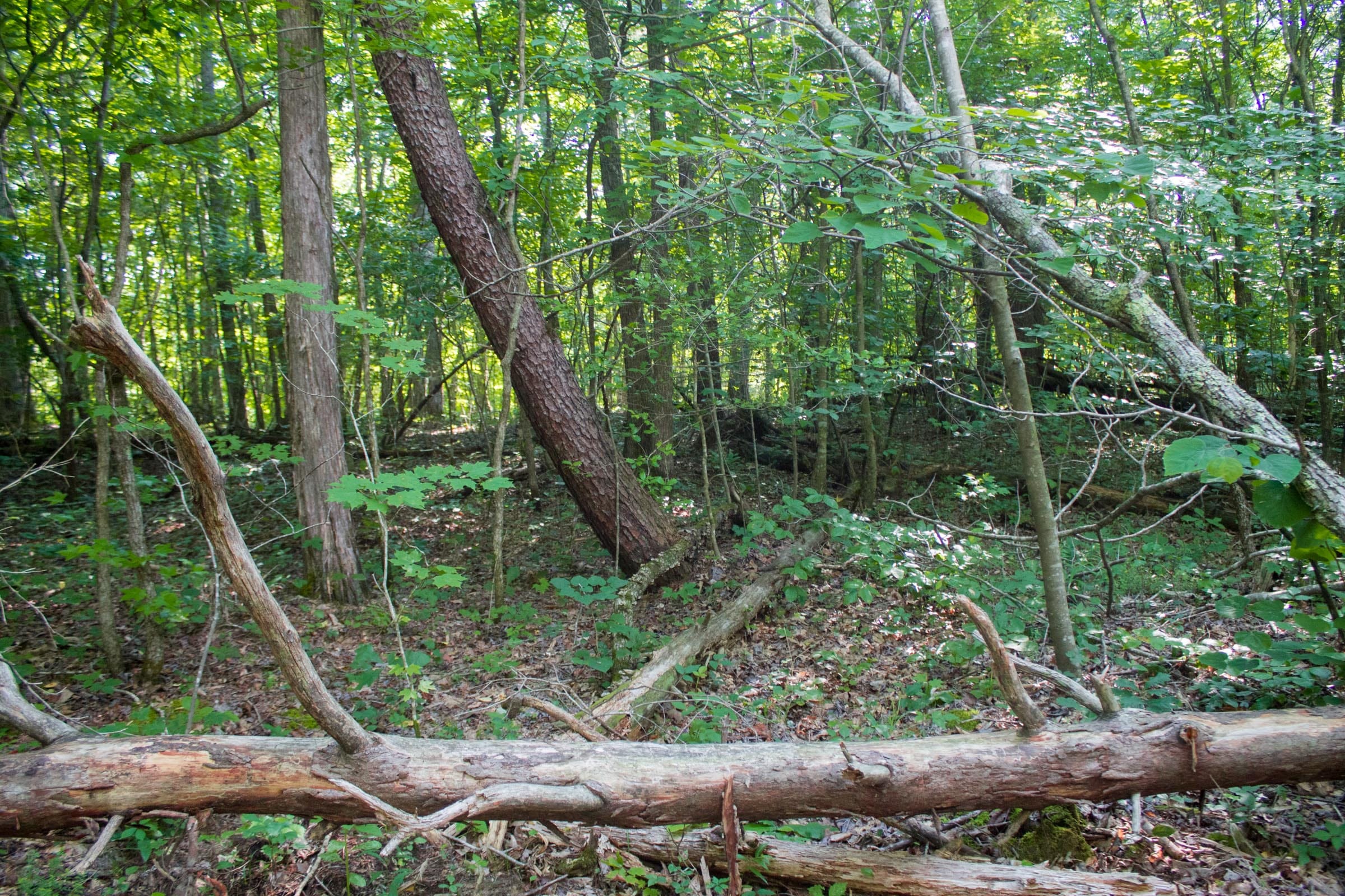Bluewater Ridge Tract 27 photo 5