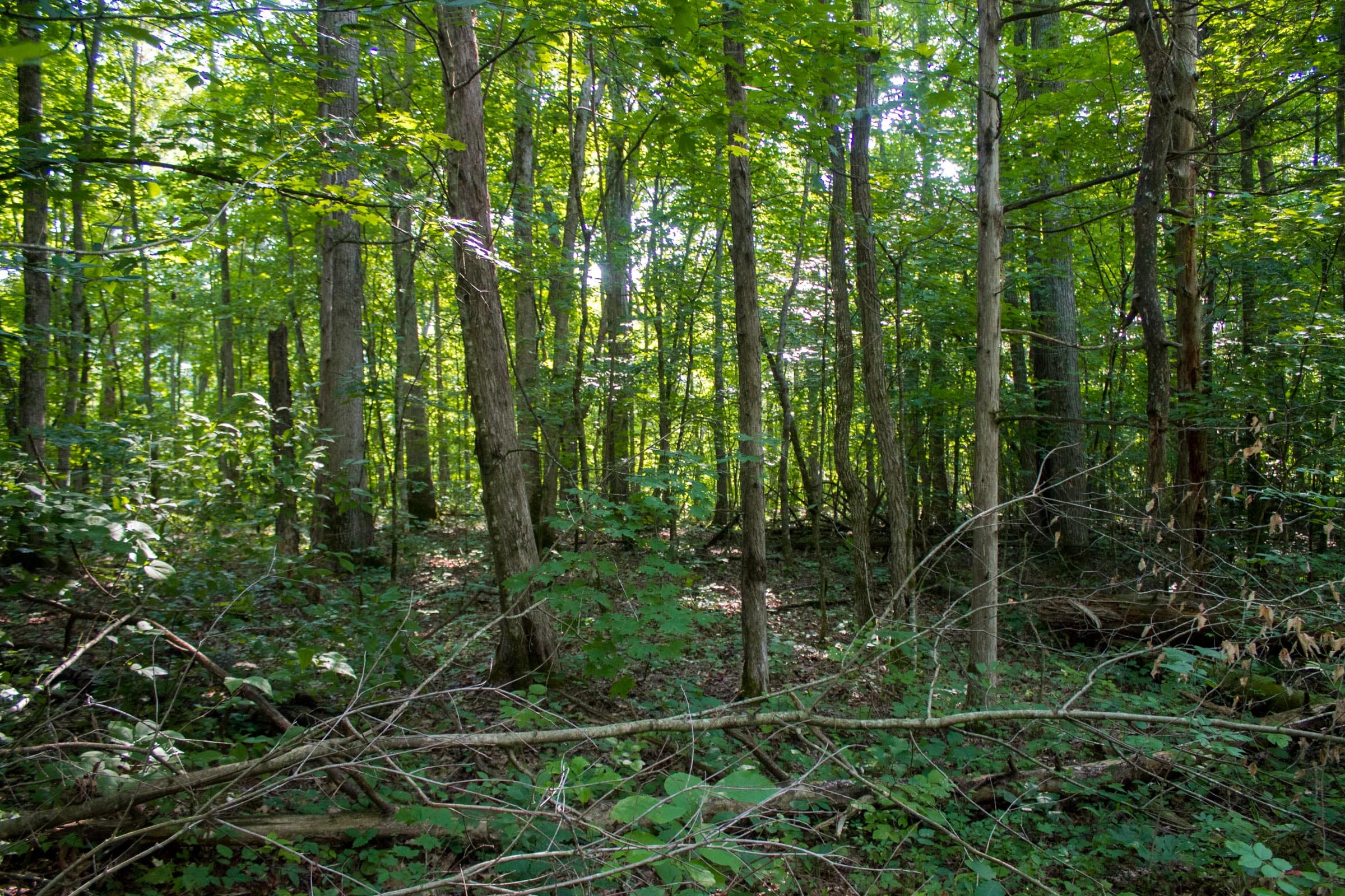 Bluewater Ridge Tract 27 photo 7