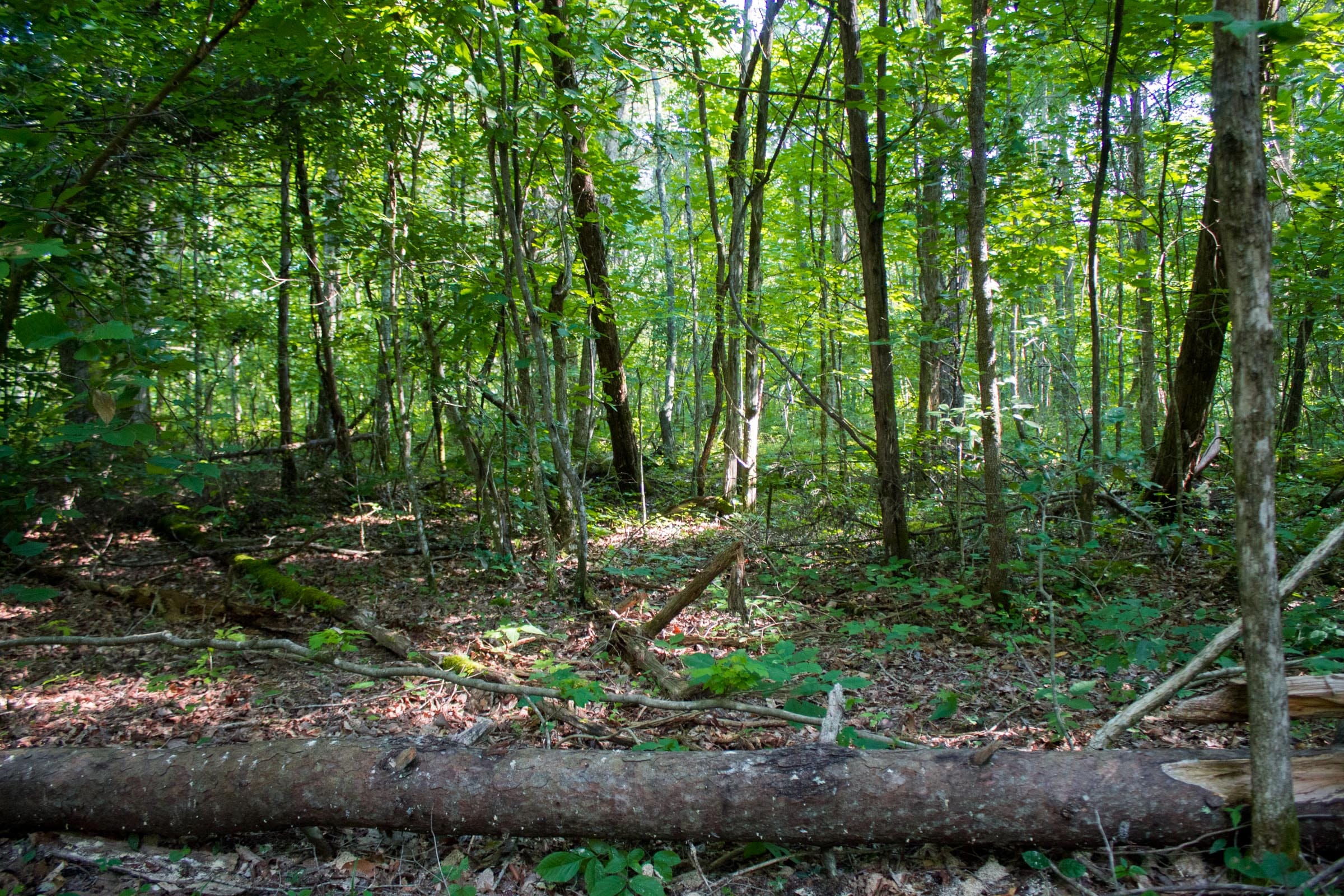Bluewater Ridge Tract 27 photo 8