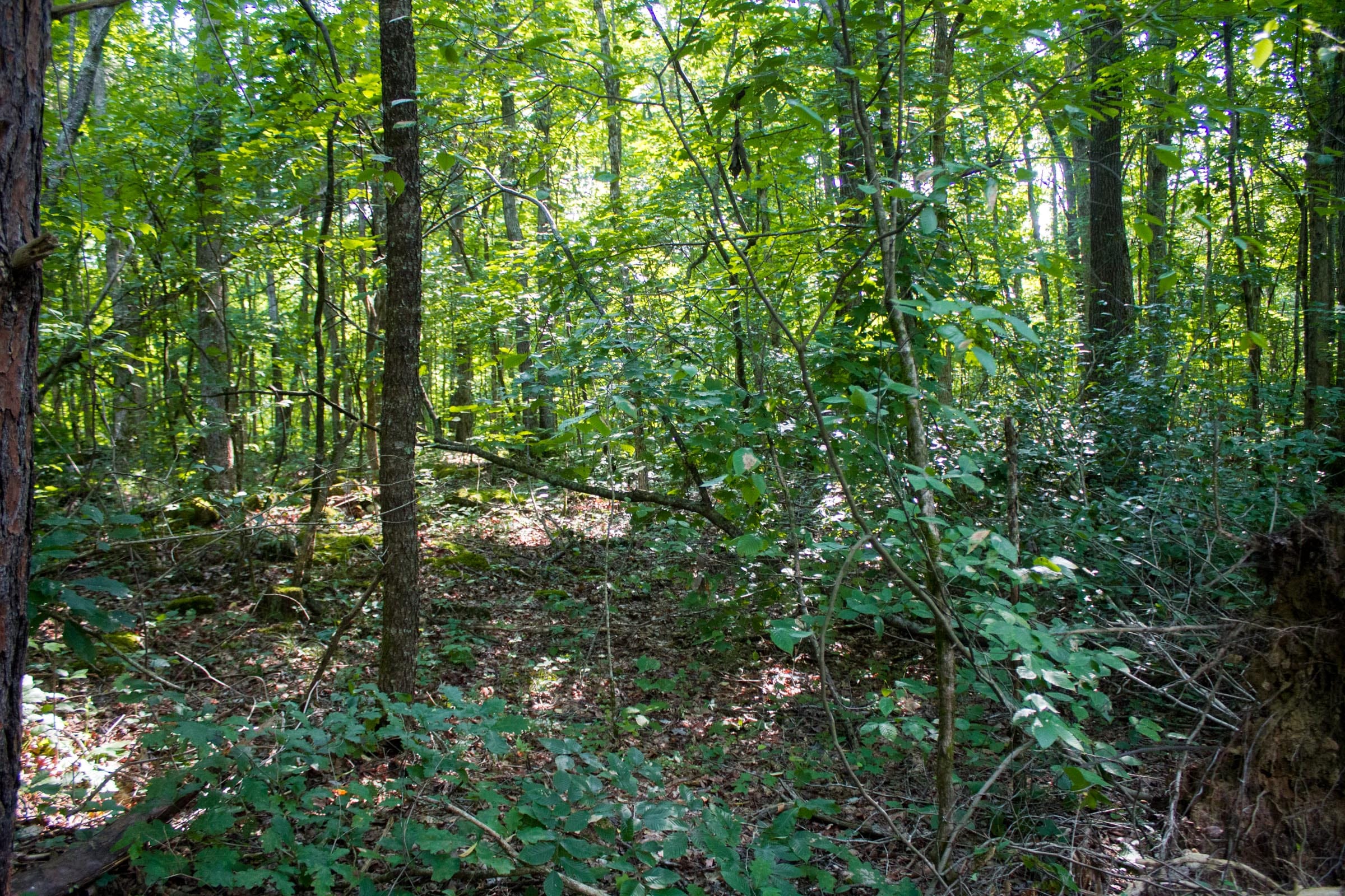 Bluewater Ridge Tract 27 photo 9