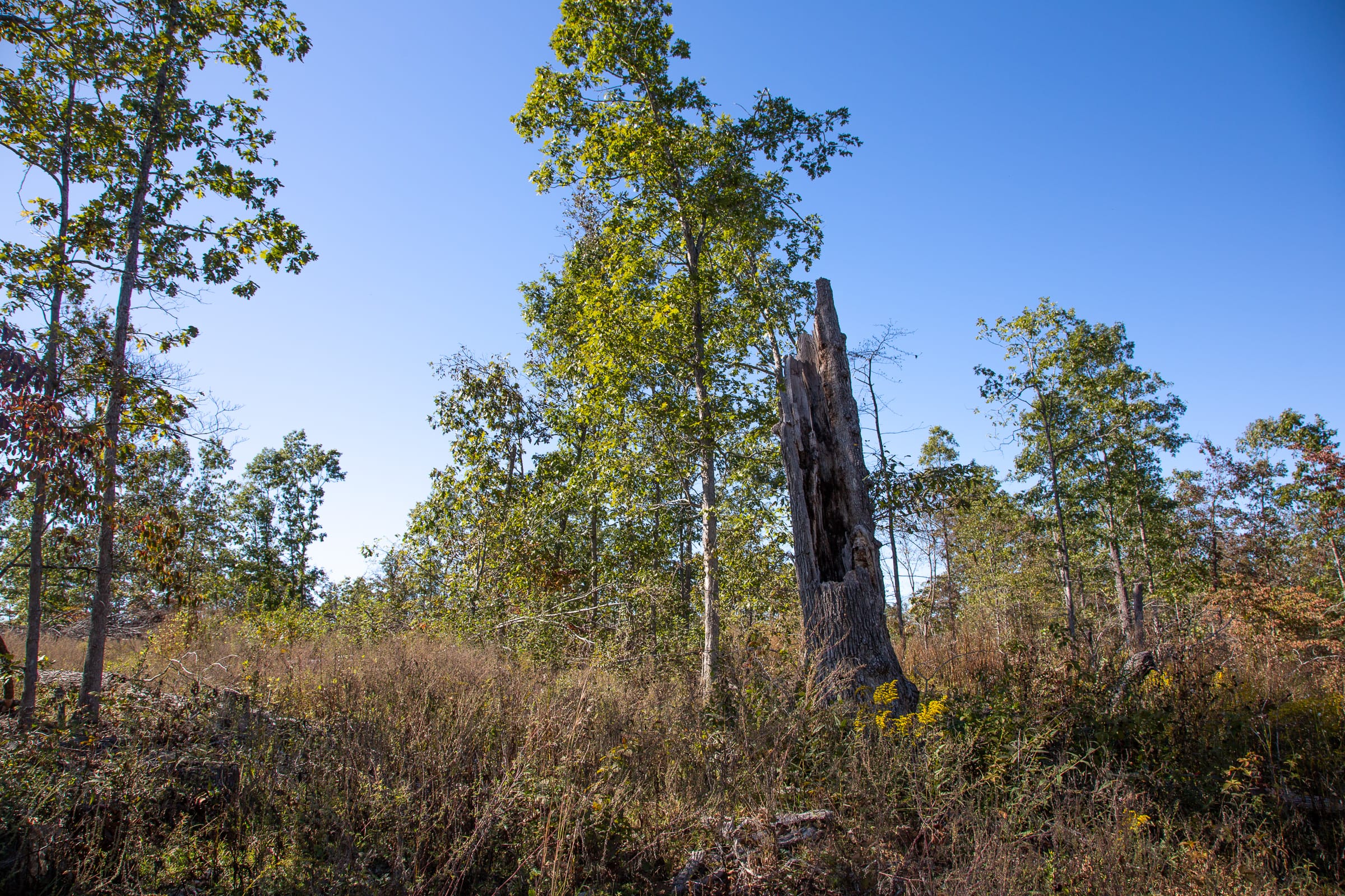 Borgmann’s Hollow Phase IV Tract 107 photo 6