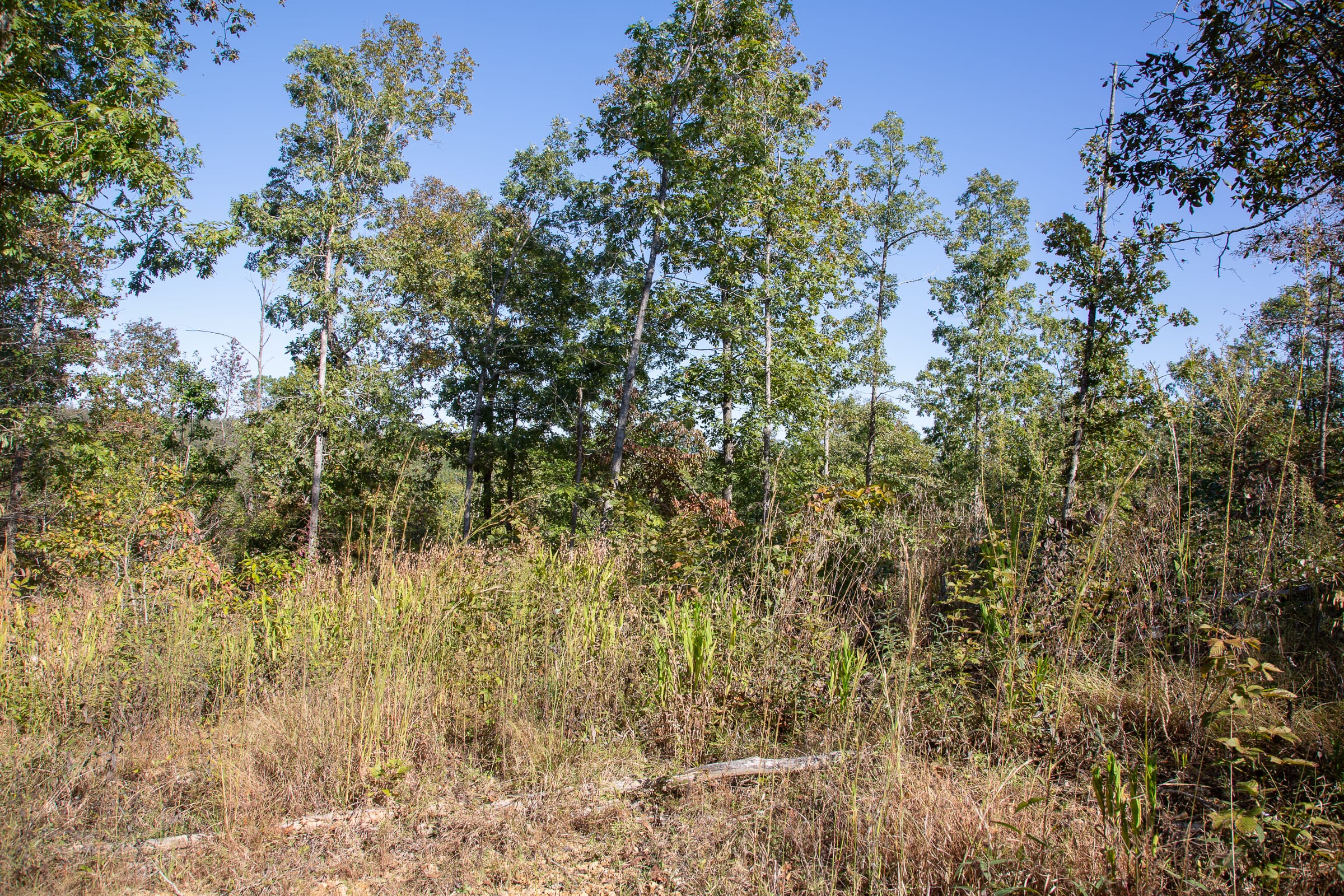 Borgmann’s Hollow Phase IV Tract 107 photo 9