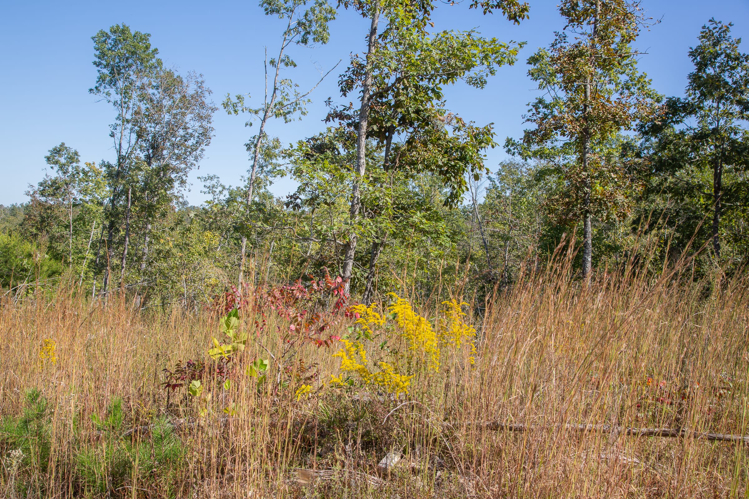 Borgmann’s Hollow Phase IV Tract 107 photo 2