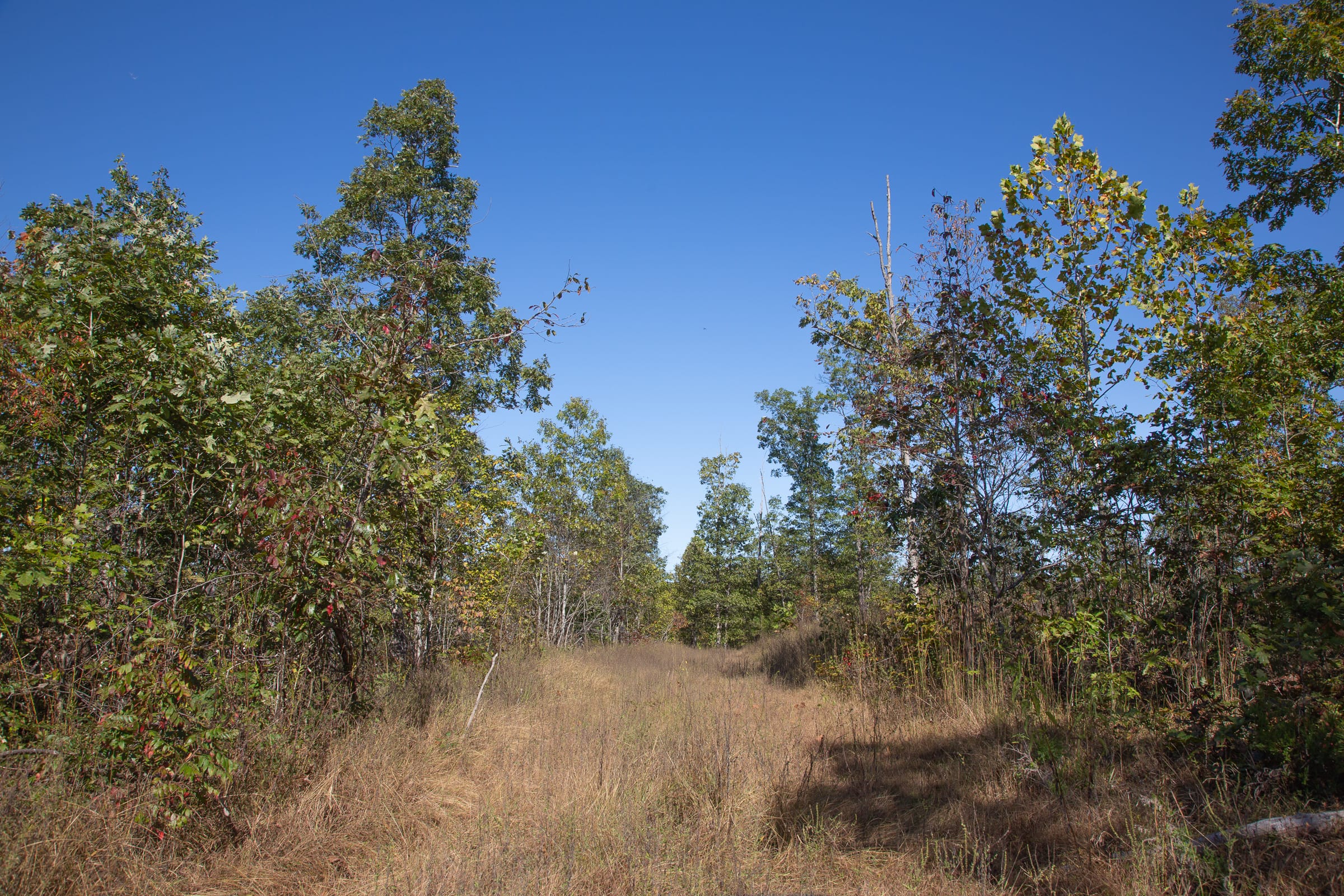 Borgmann’s Hollow Phase IV Tract 107 photo 12