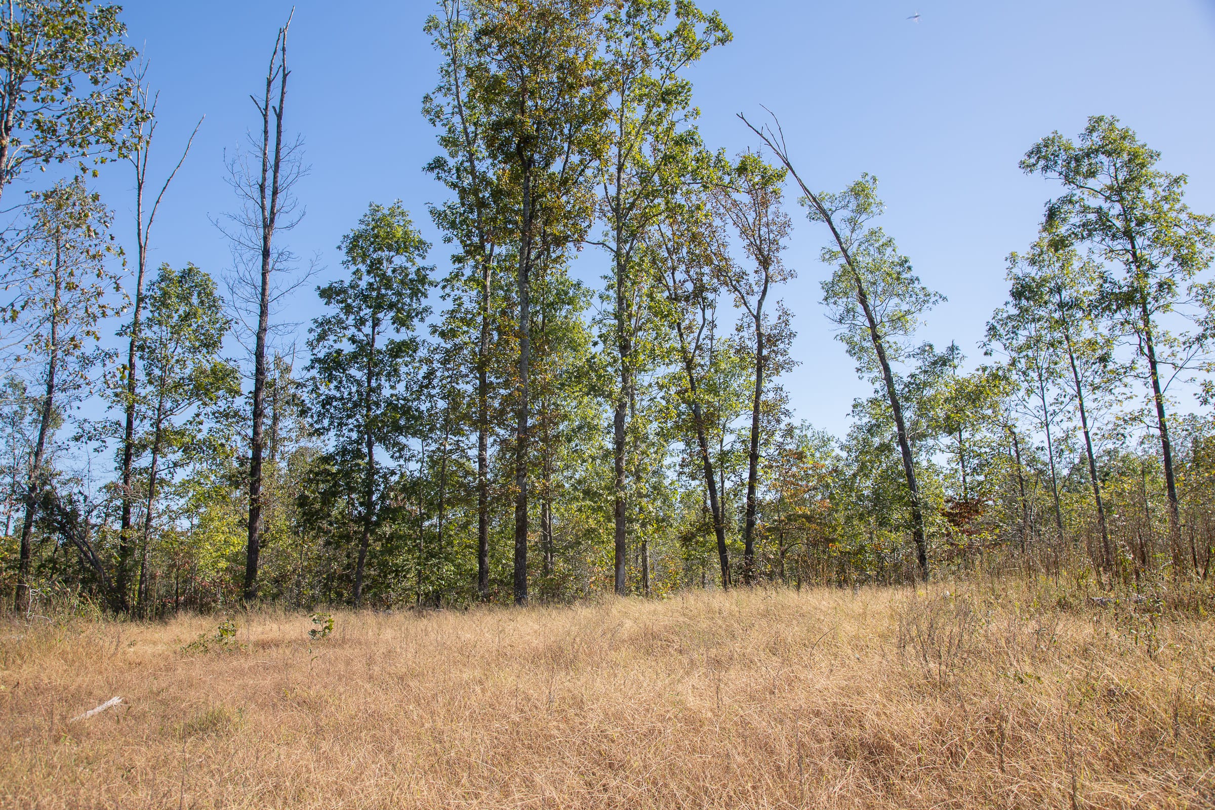 Borgmann’s Hollow Phase IV Tract 107 photo 7