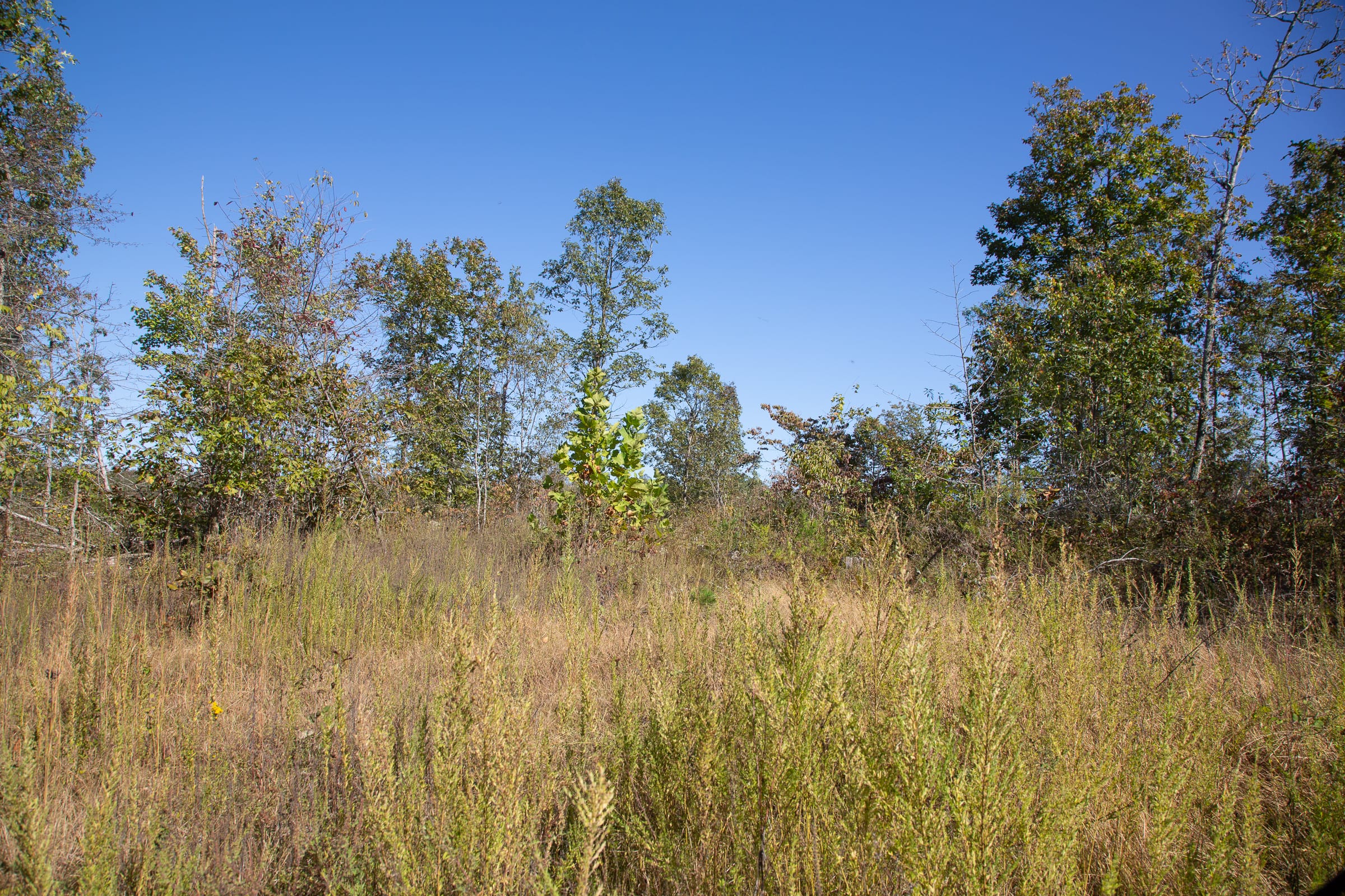 Borgmann’s Hollow Phase IV Tract 107 photo 5