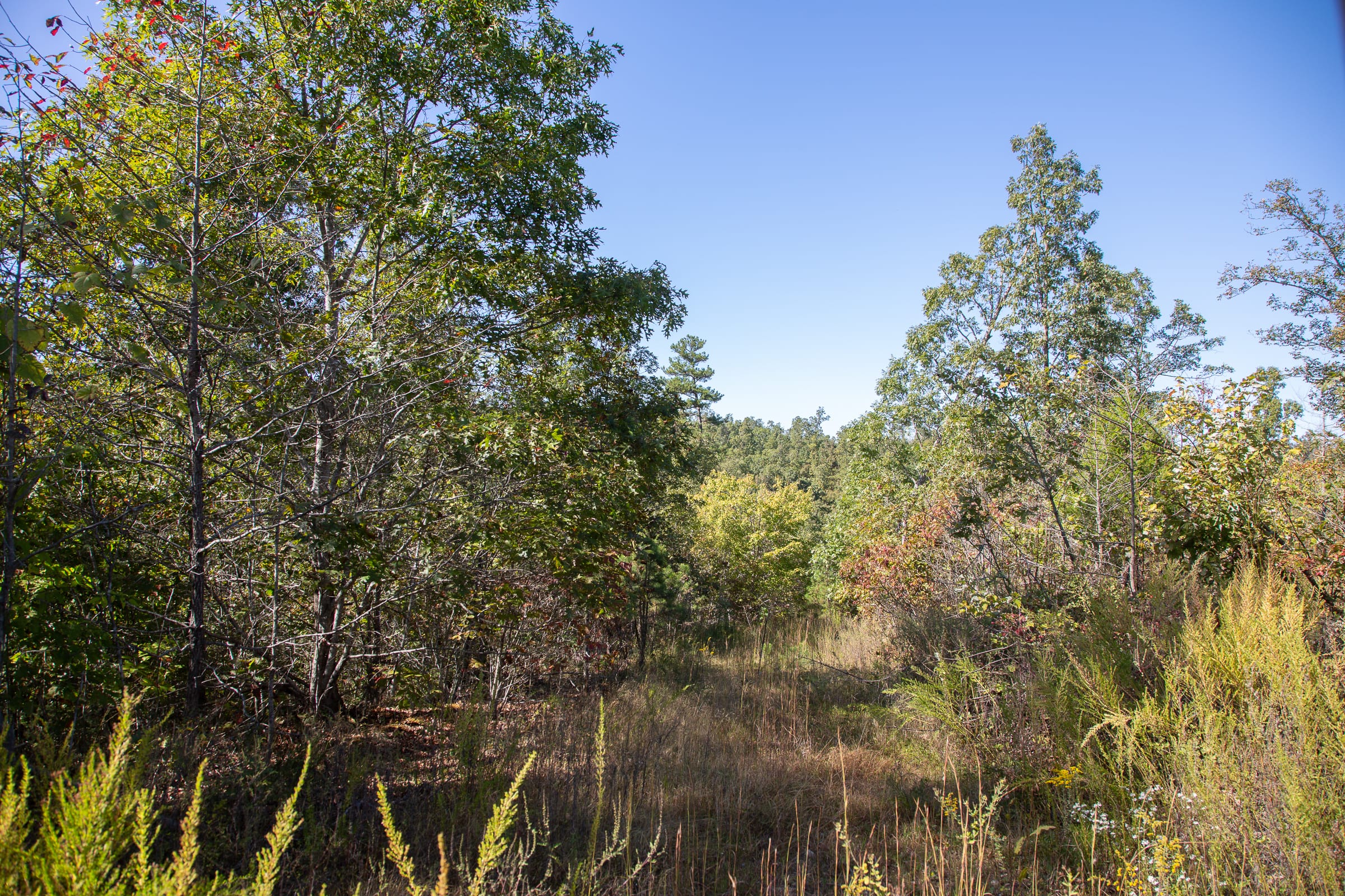 Borgmann’s Hollow Phase IV Tract 107 photo 3